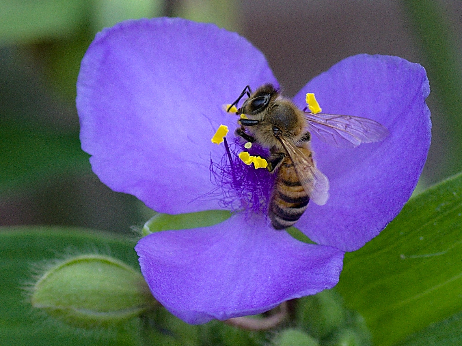 Aggrappata a un pistillo