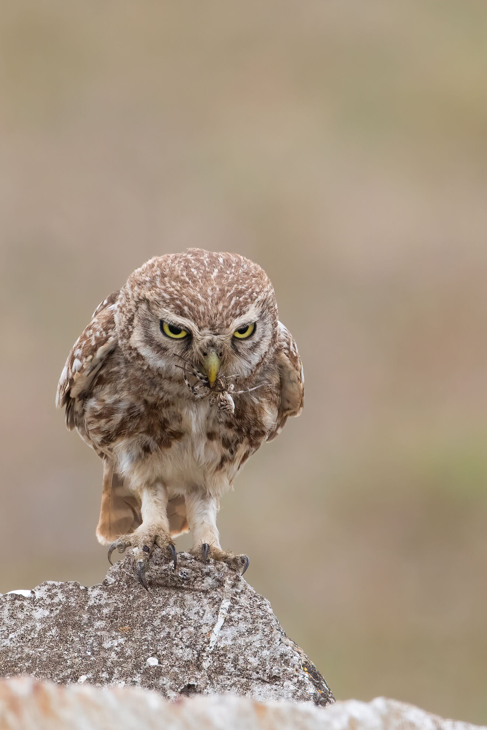 Civetta con Hogna radiata