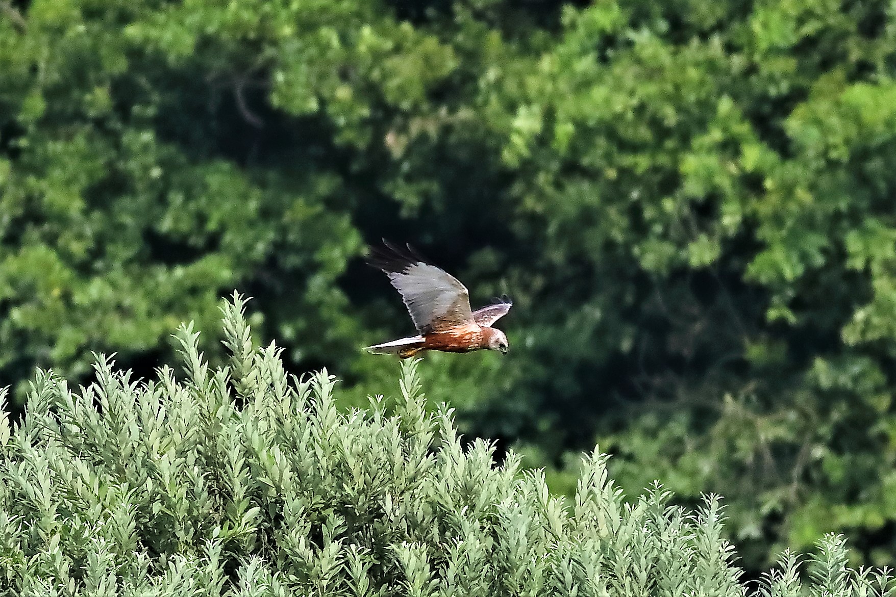 Falco di palude giugno 2023