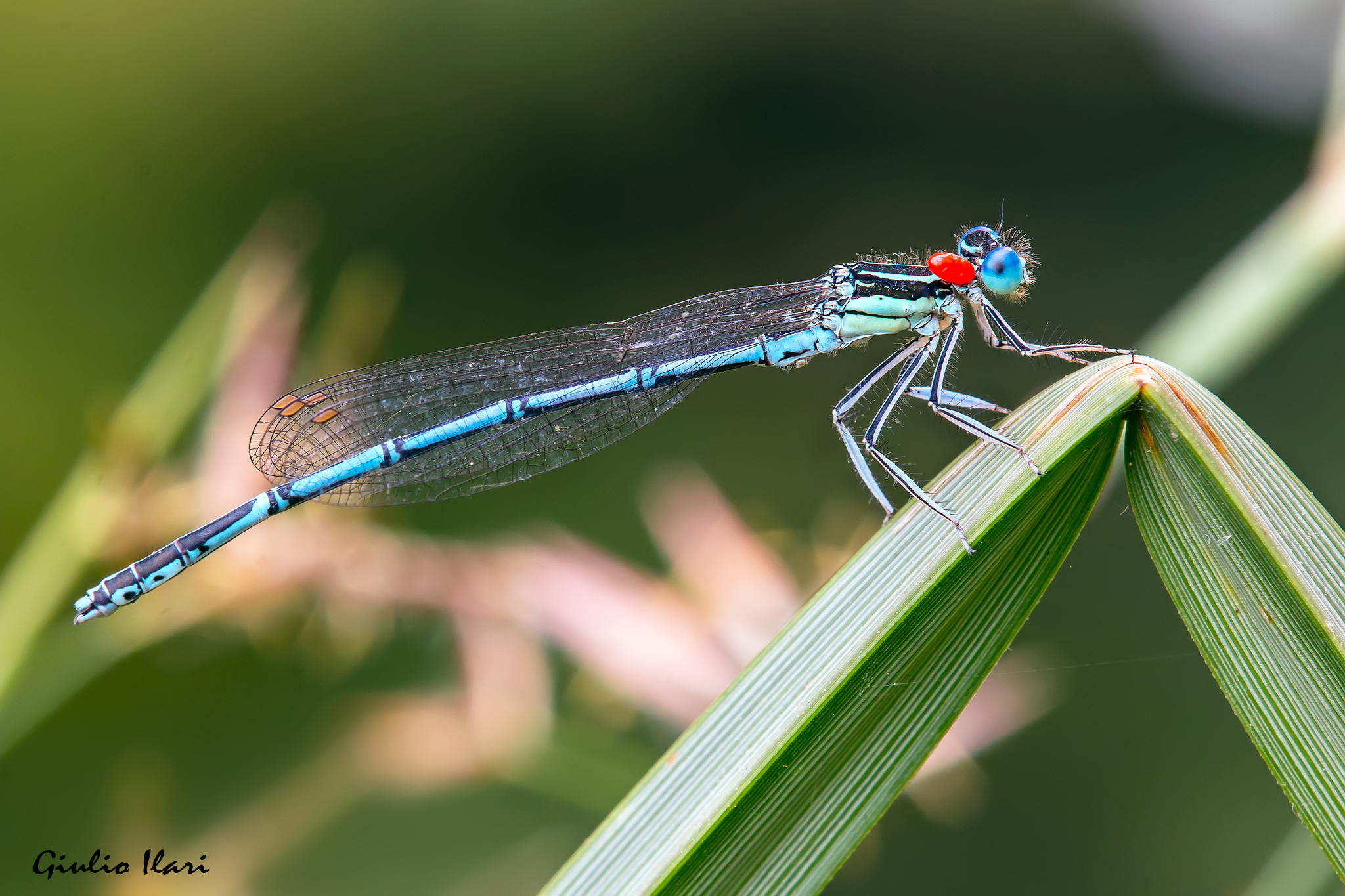 Common wide-legged