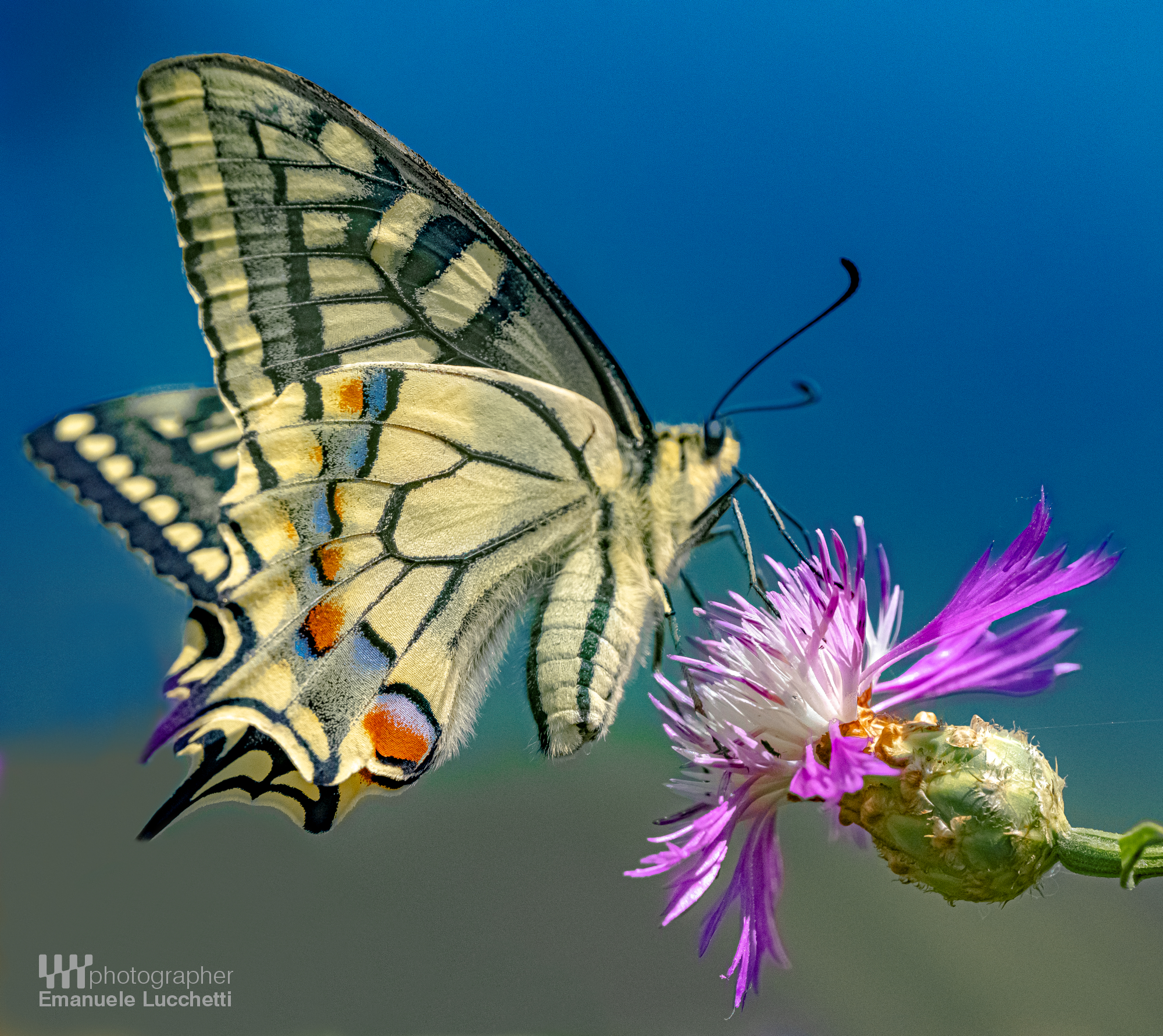 Swallowtail