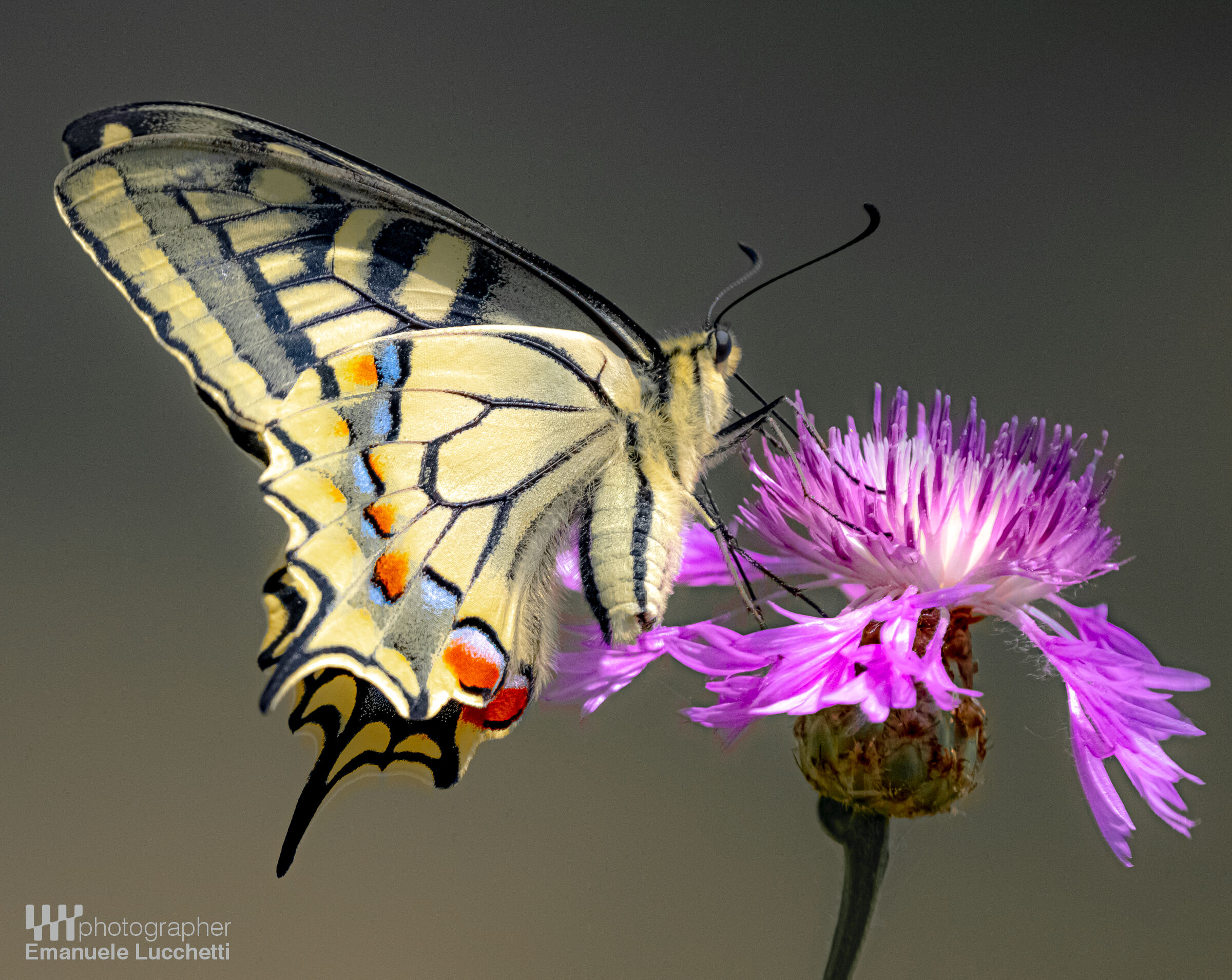 Swallowtail