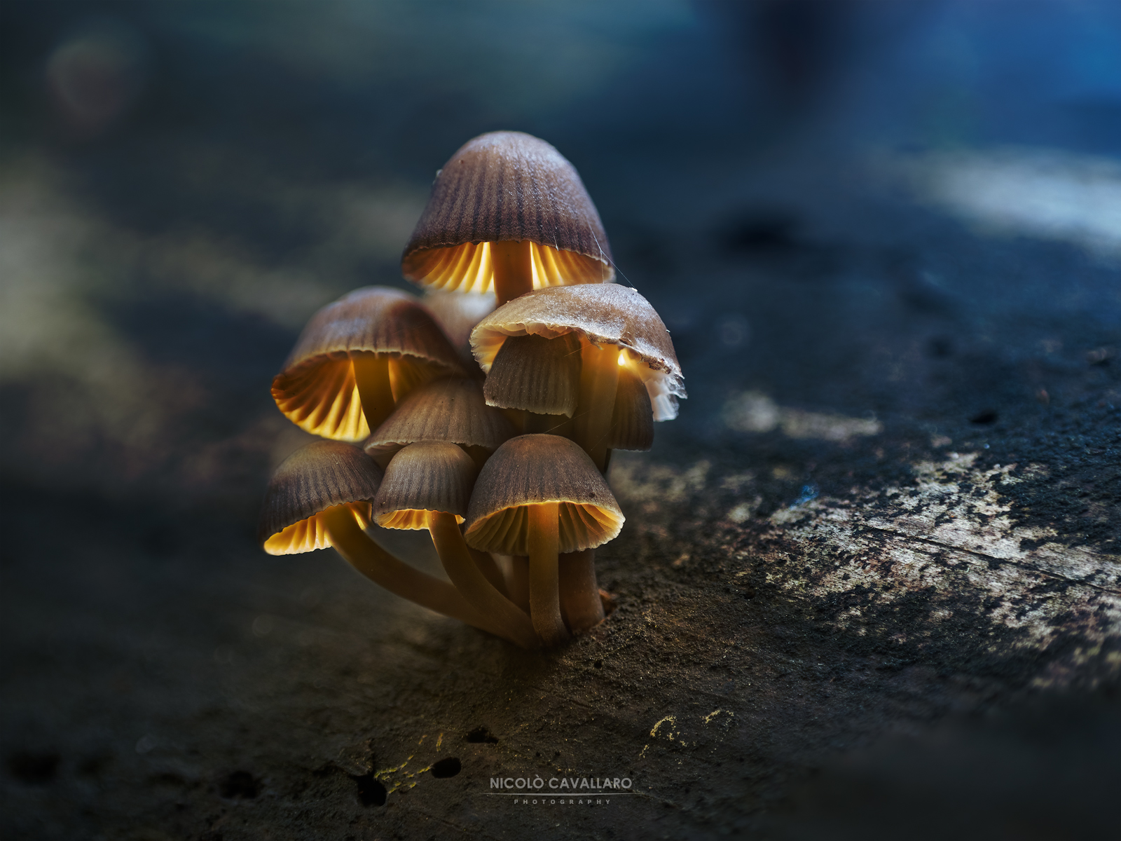 Glowing mushrooms