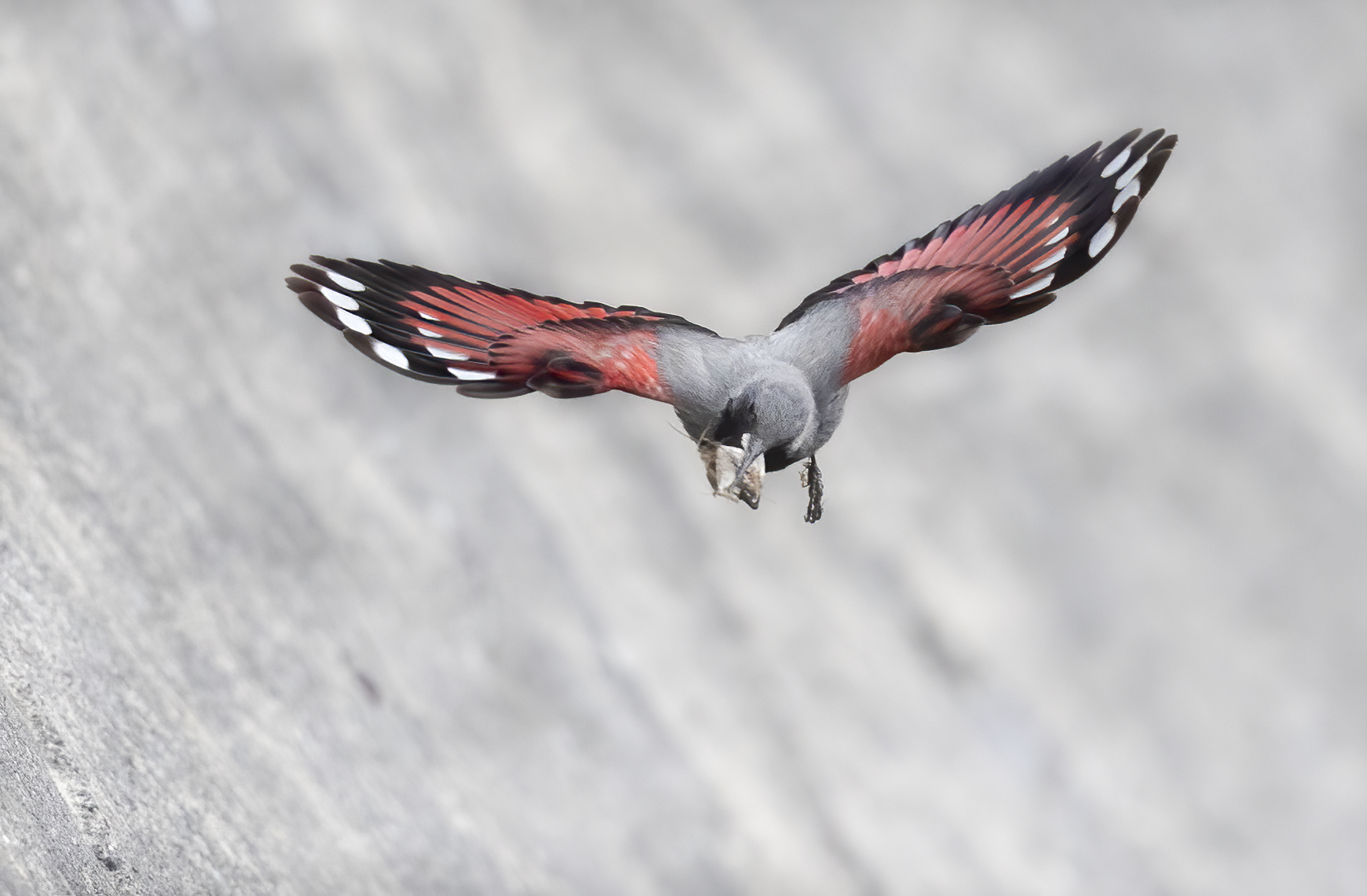 fly! Wallcreeper with prey