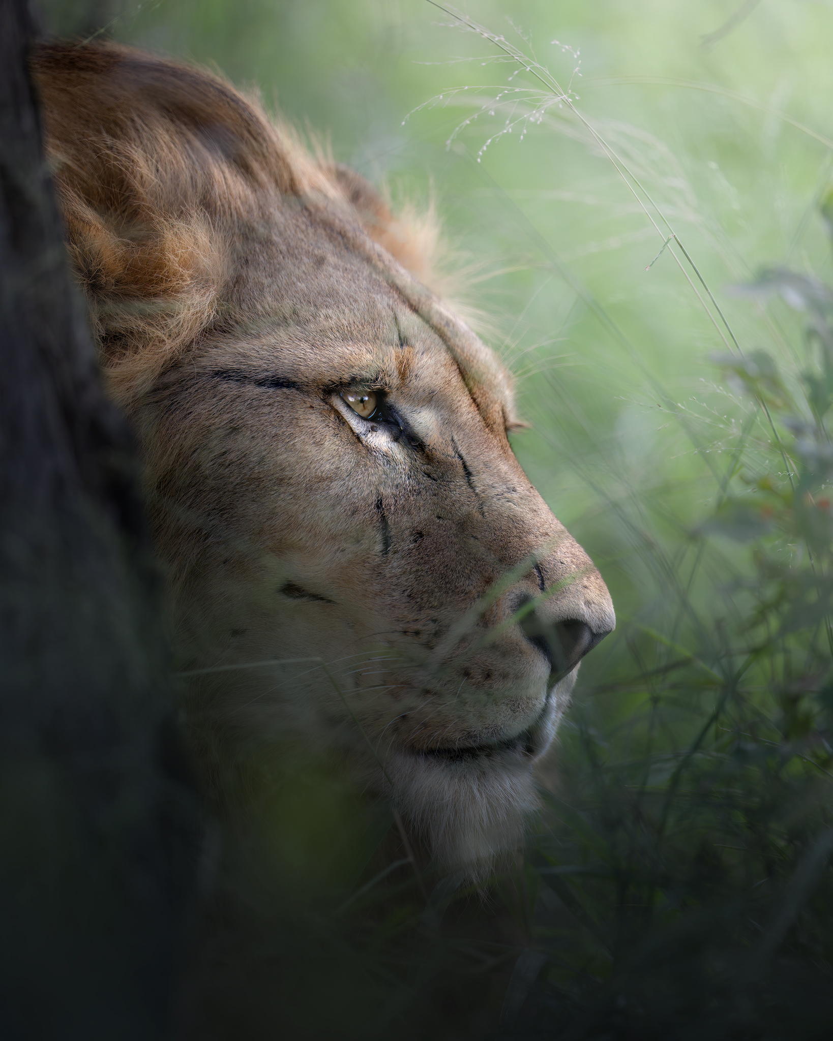 Hidden in the savannah