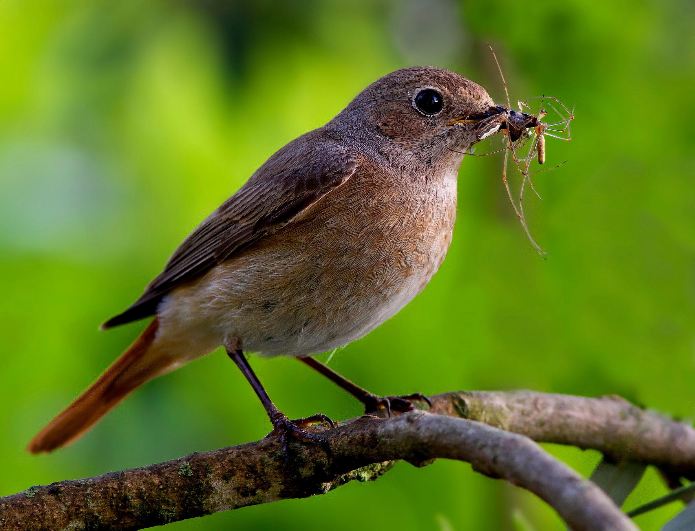 Codirosso Femmina:Ragni