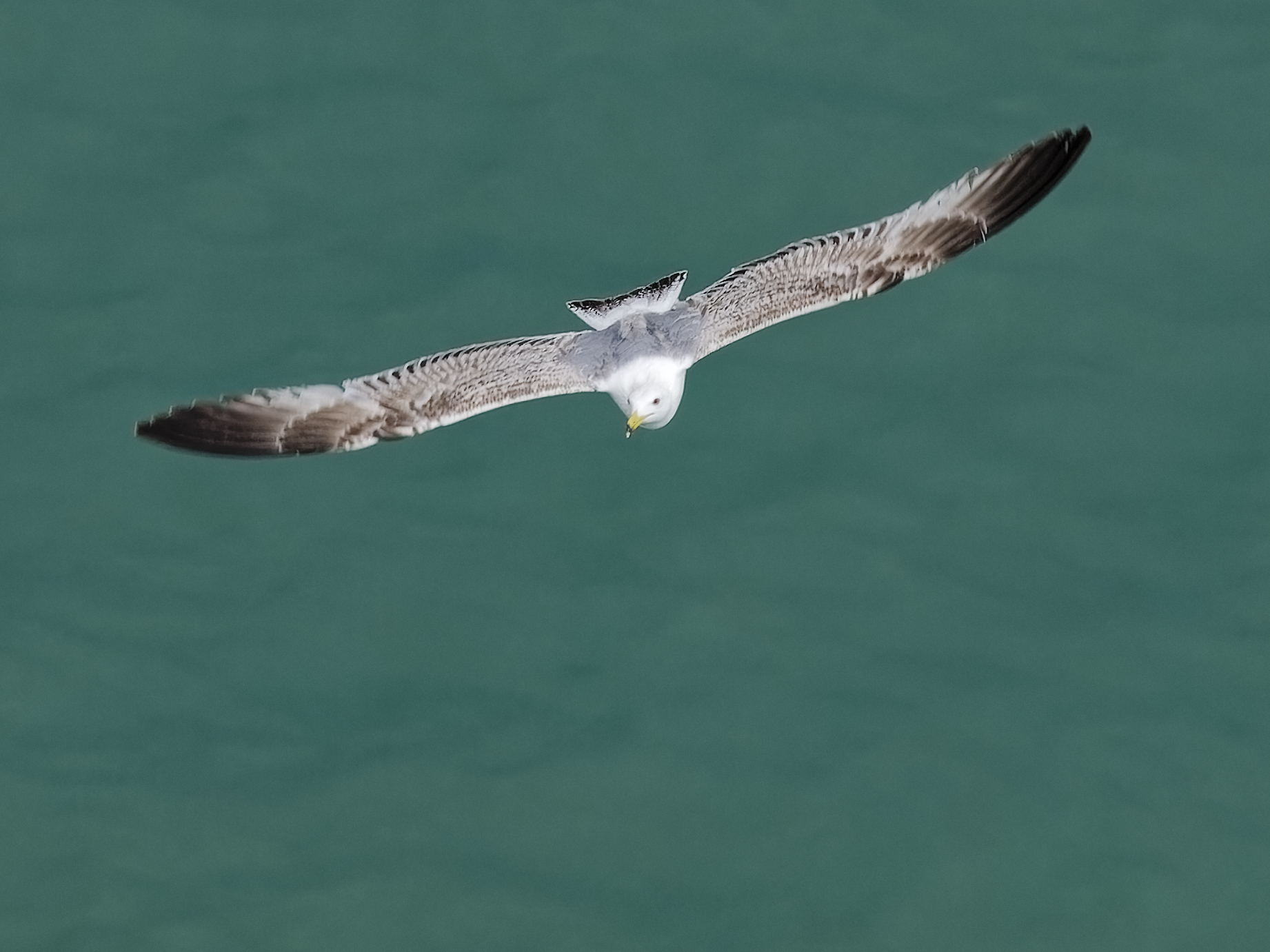Seagull in Flight 10