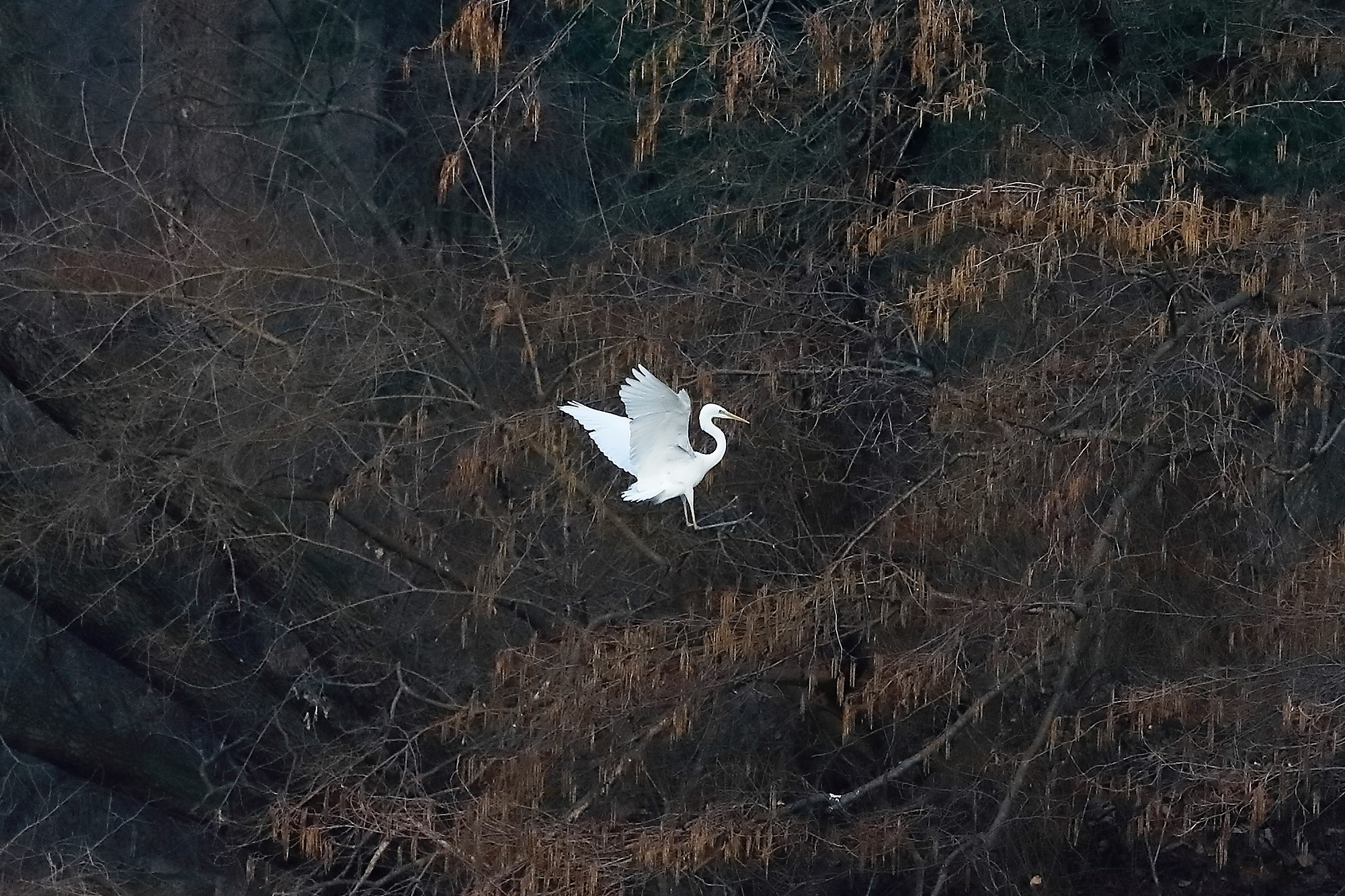 Airone BM 04 marzo 2023