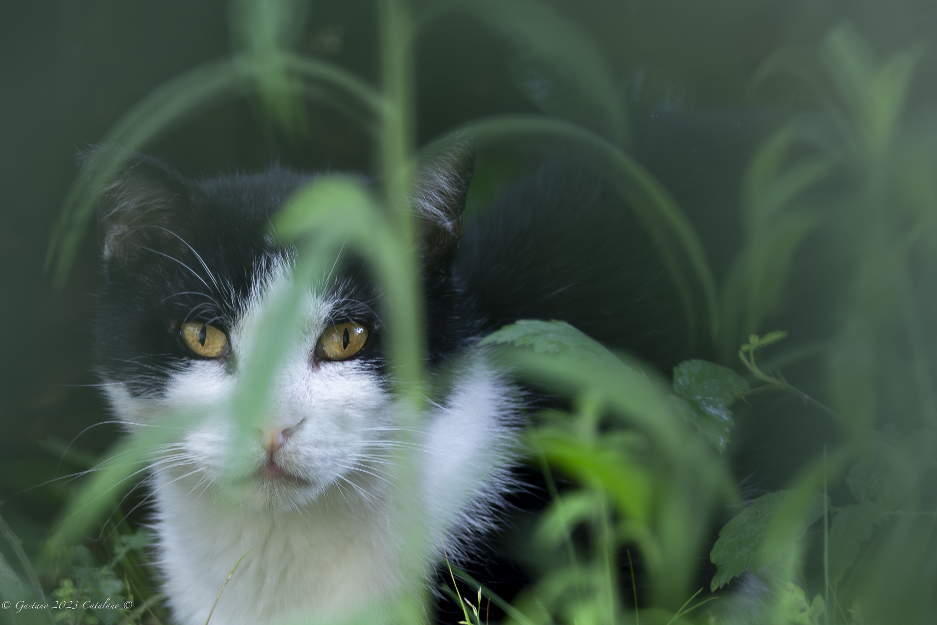 In the garden...