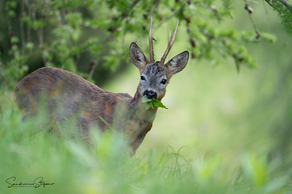 Capriolo