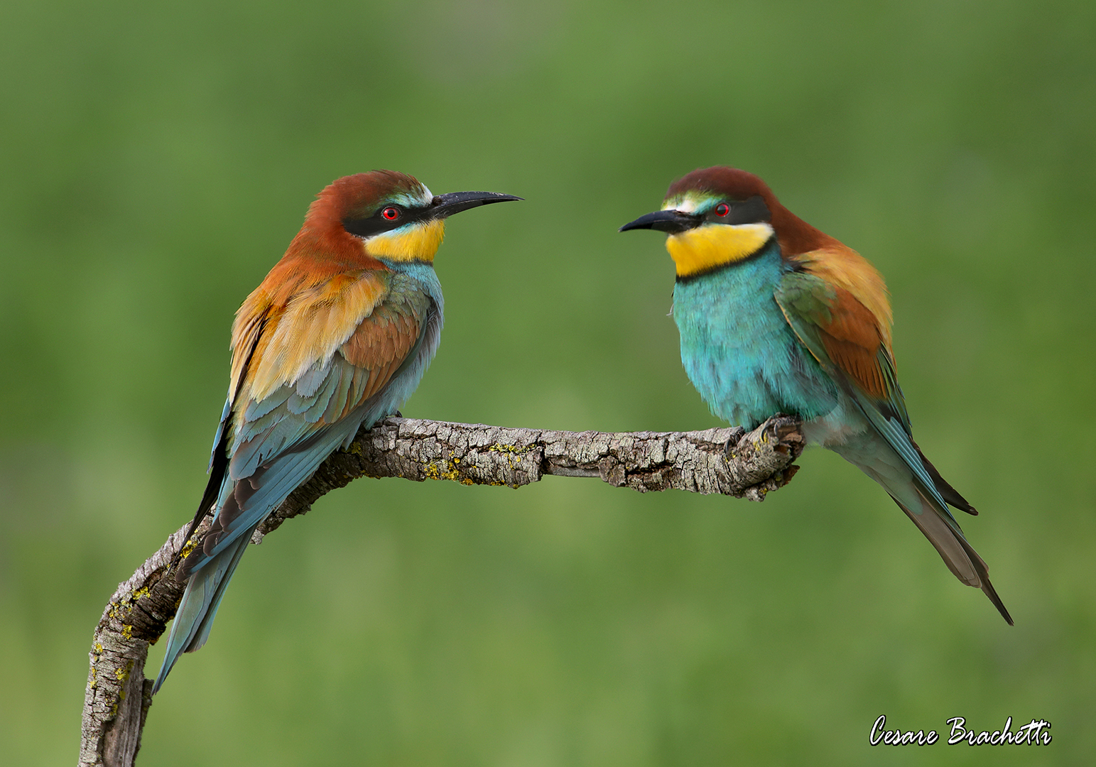 bee-eater