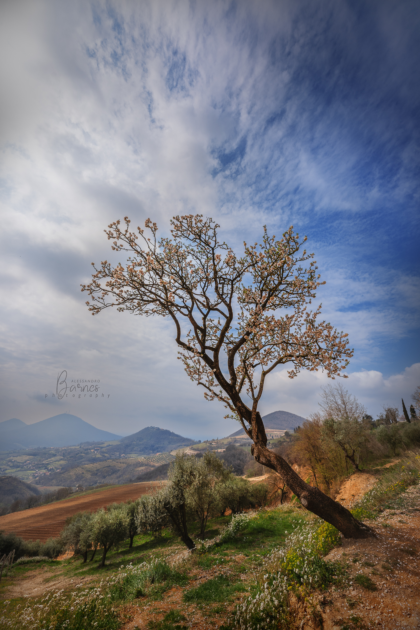 Mandorli in fiore dei colli Euganei