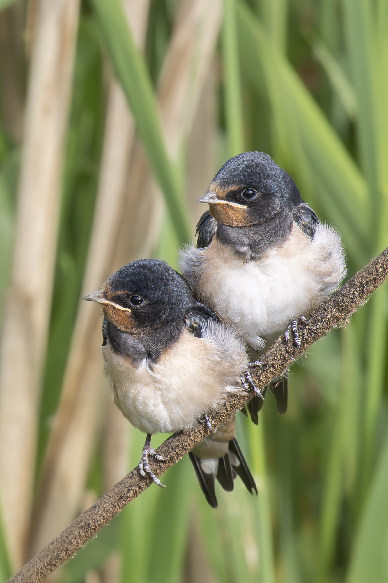 Swallows