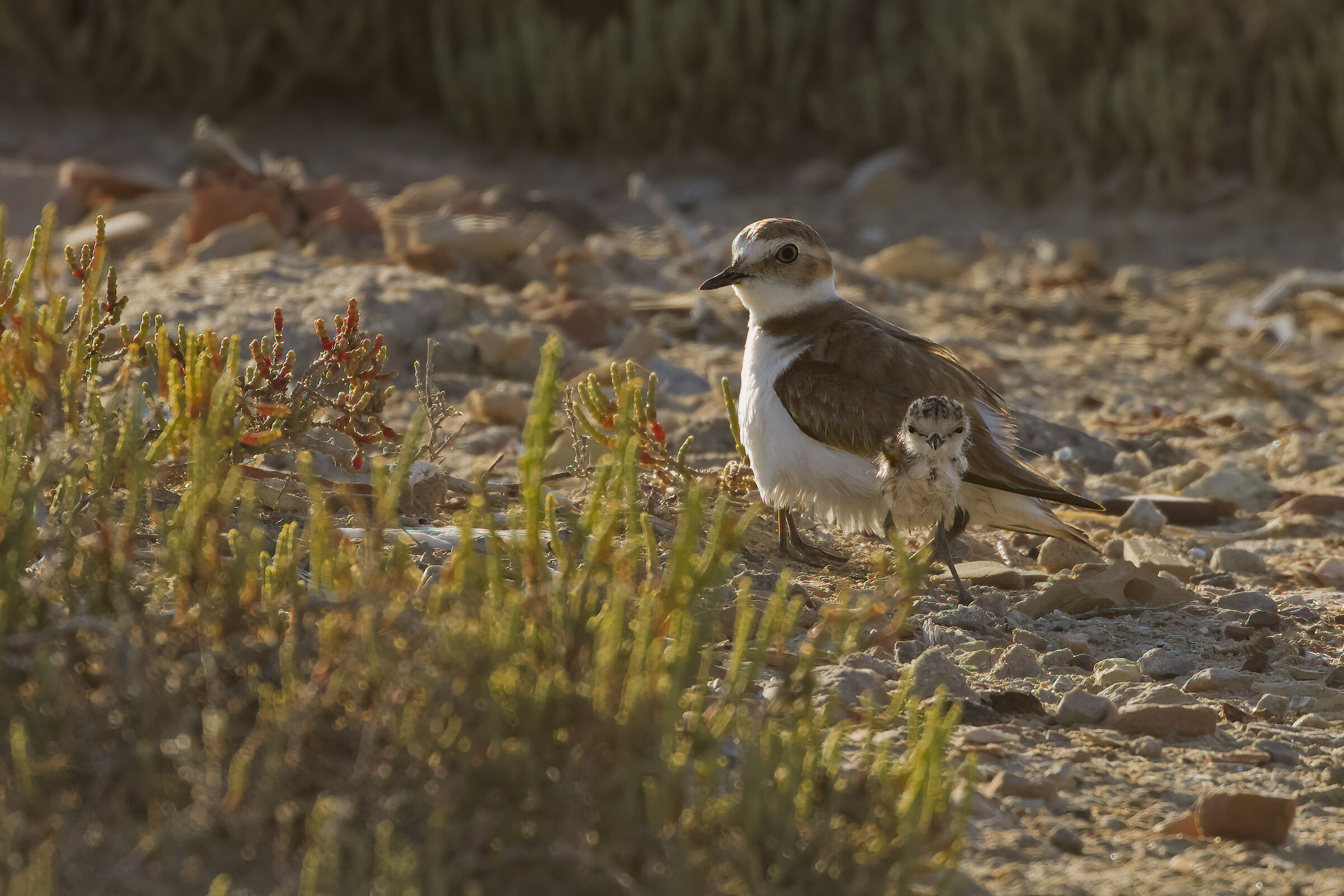 Mai visto un Fratino/a quadrupede...?