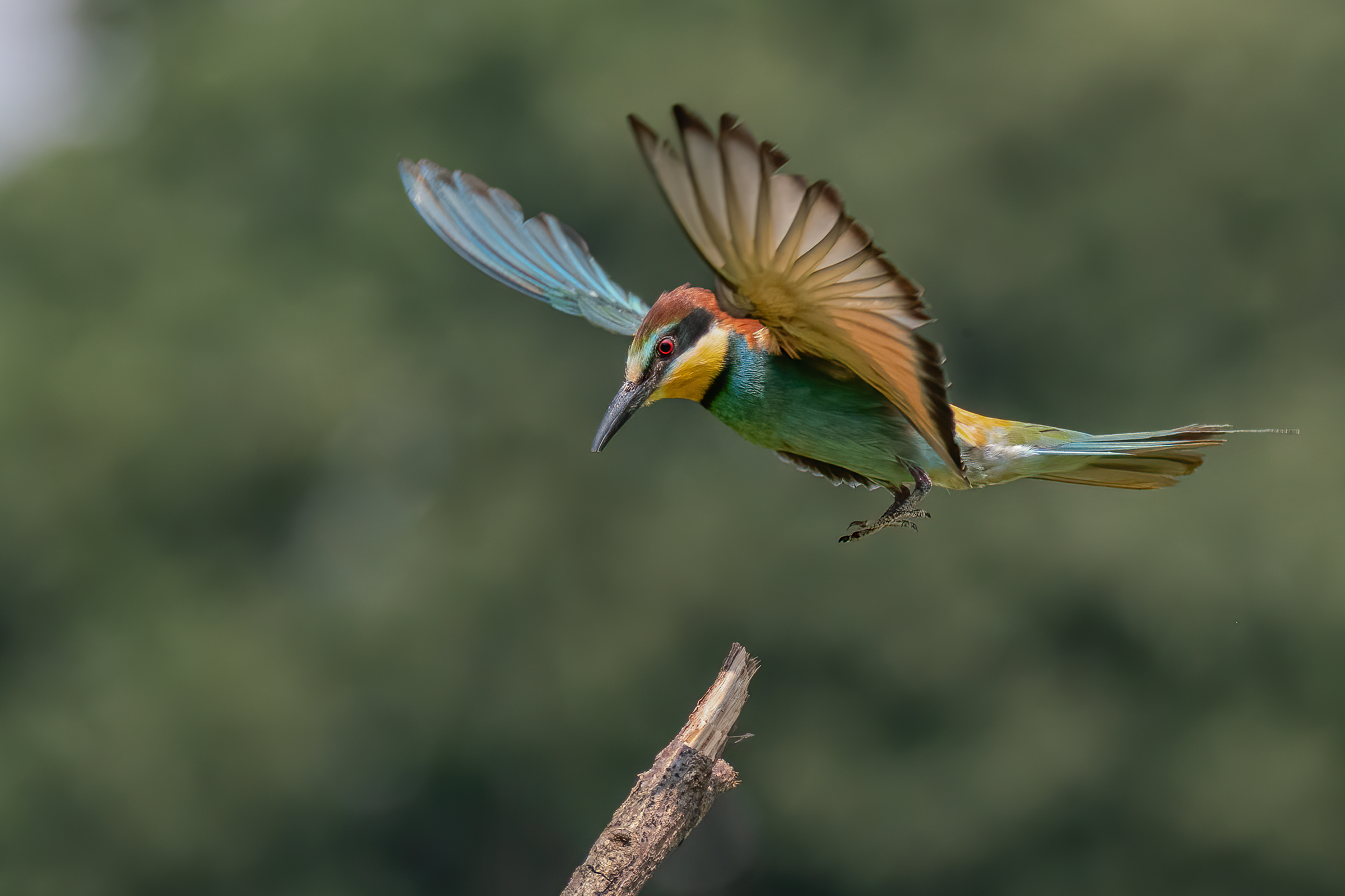 Gruccione(Merops apiaster)