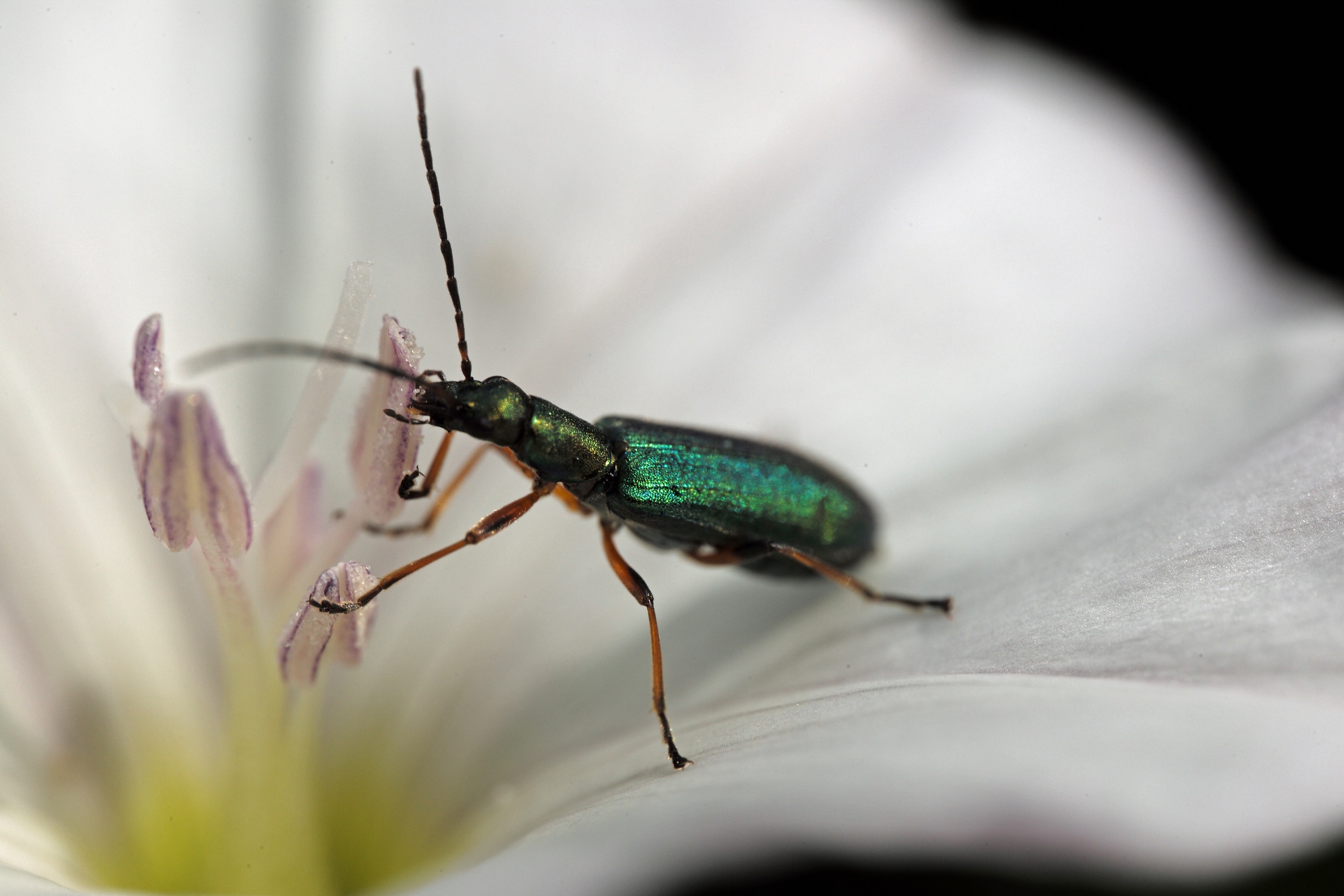 Vilucchio with guest.