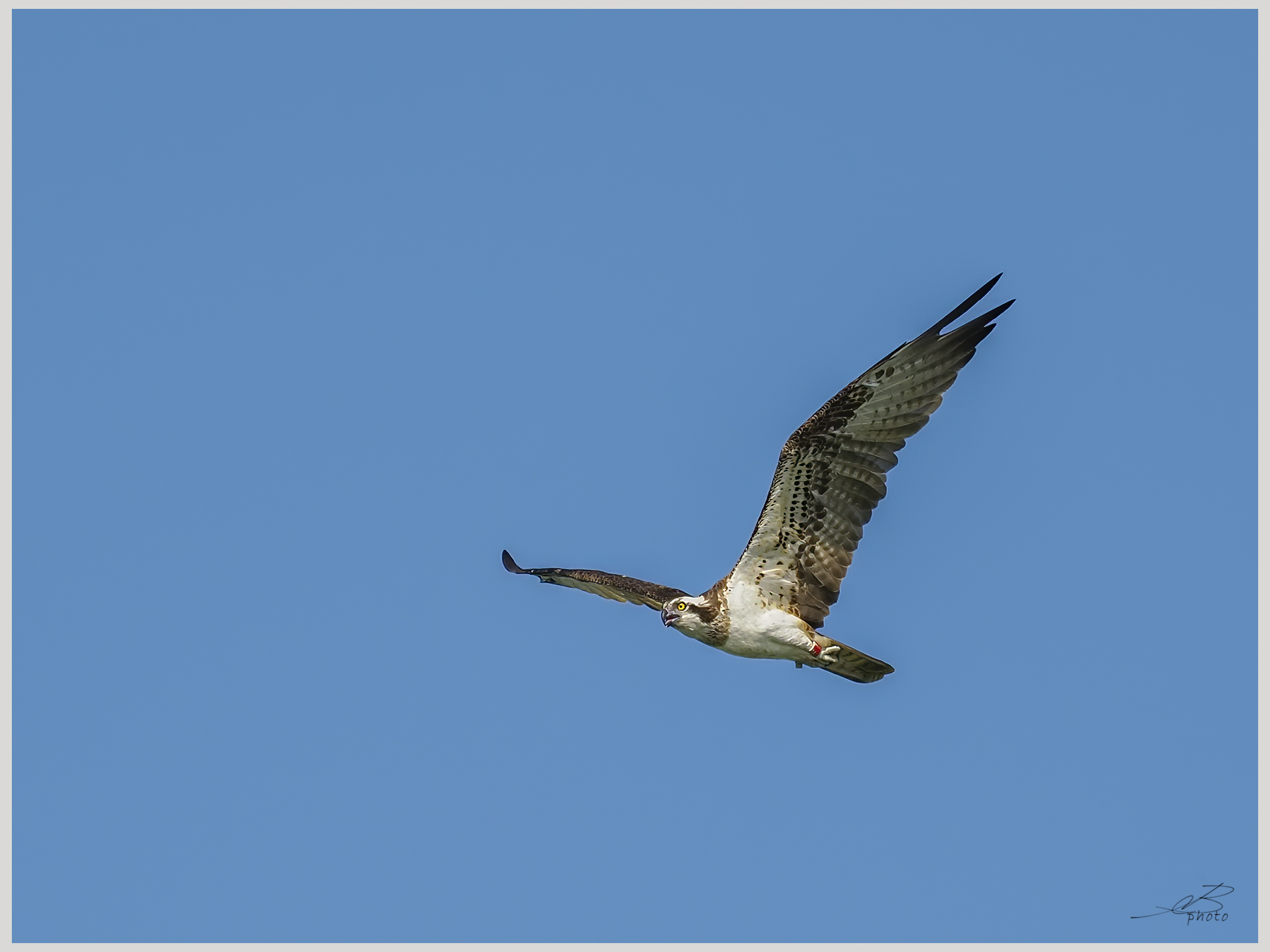 Ringed osprey