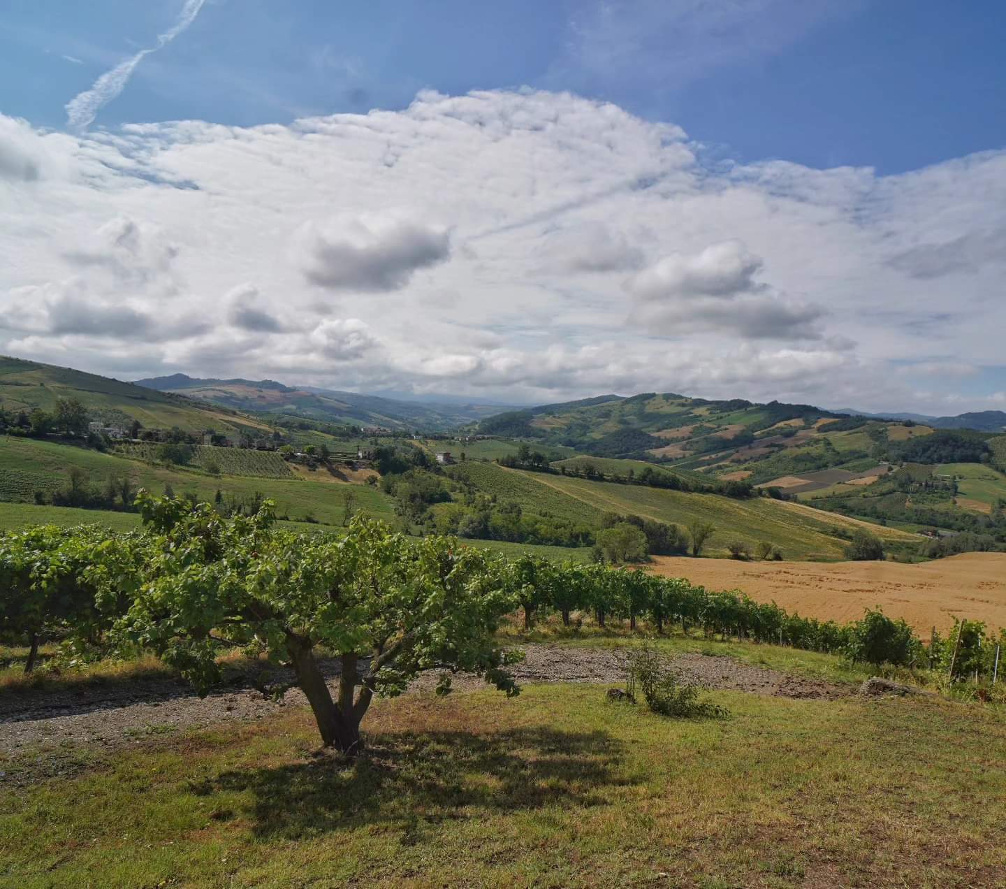 Scorcio di Oltrepo'