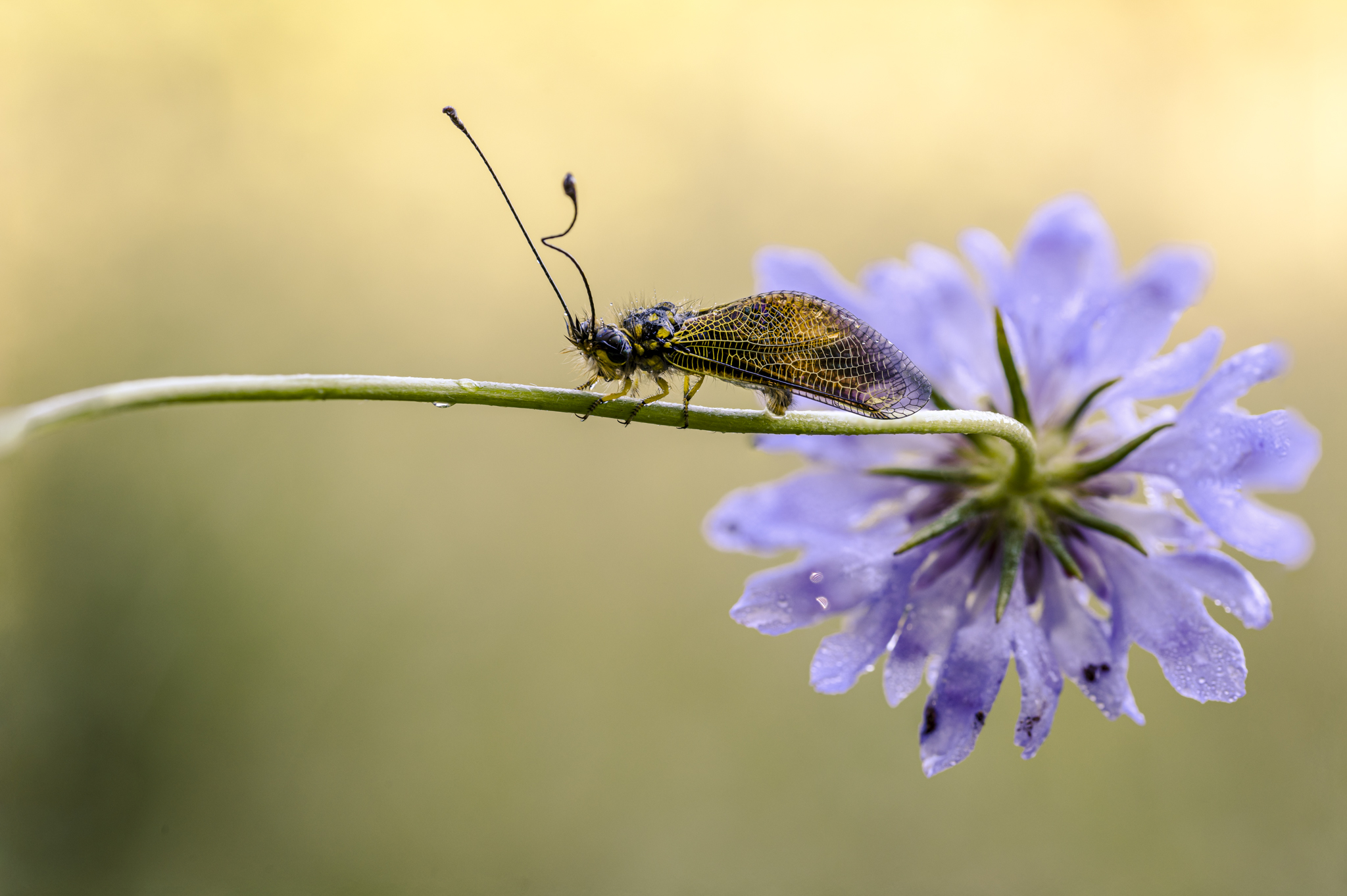Libelloide sicula