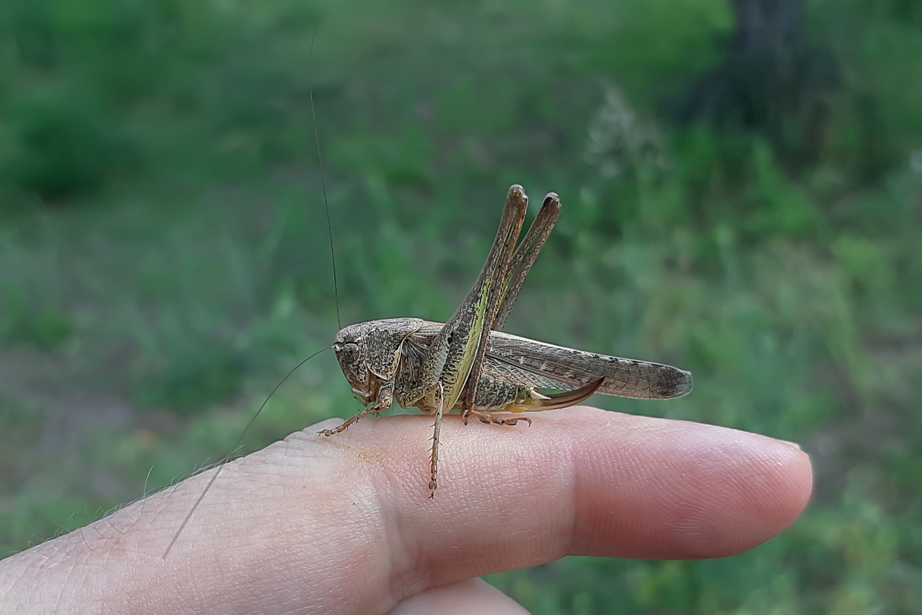 Tettigoniidae sp. z o.o.