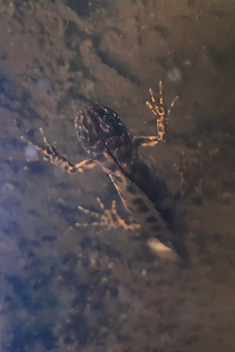 Italian crested newt