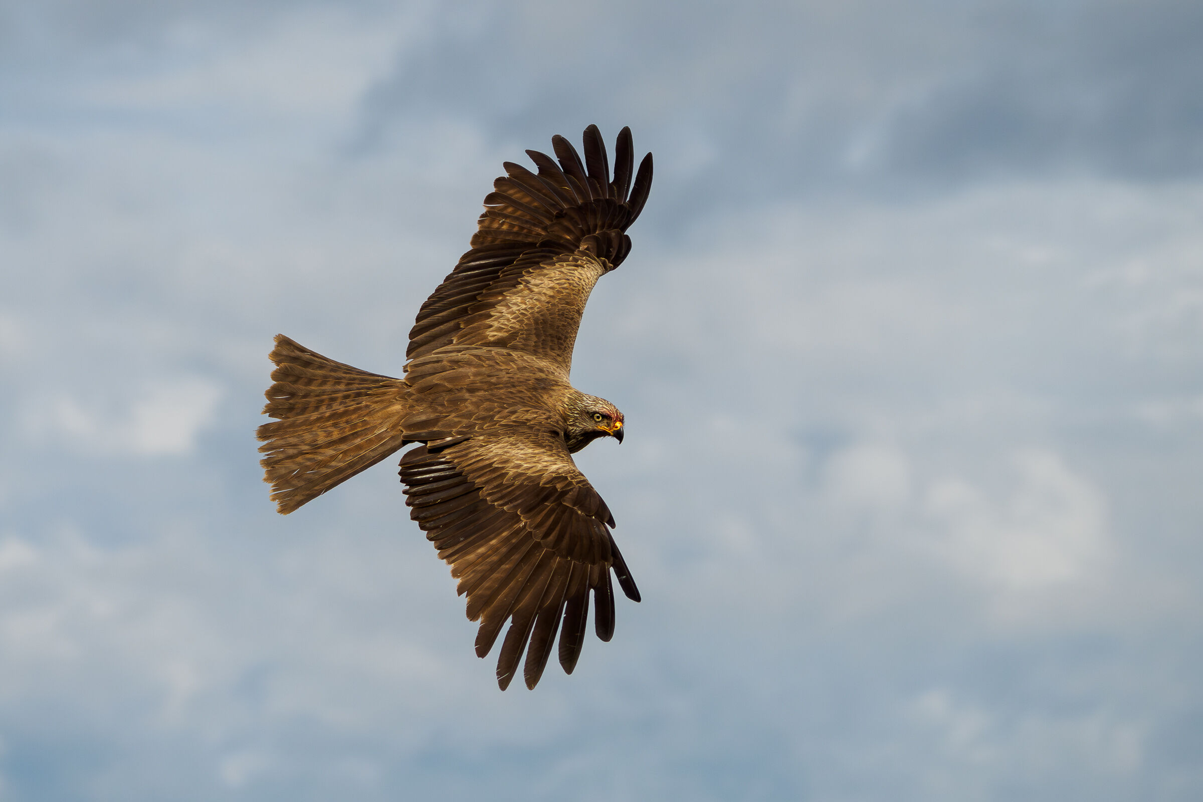 Black kite