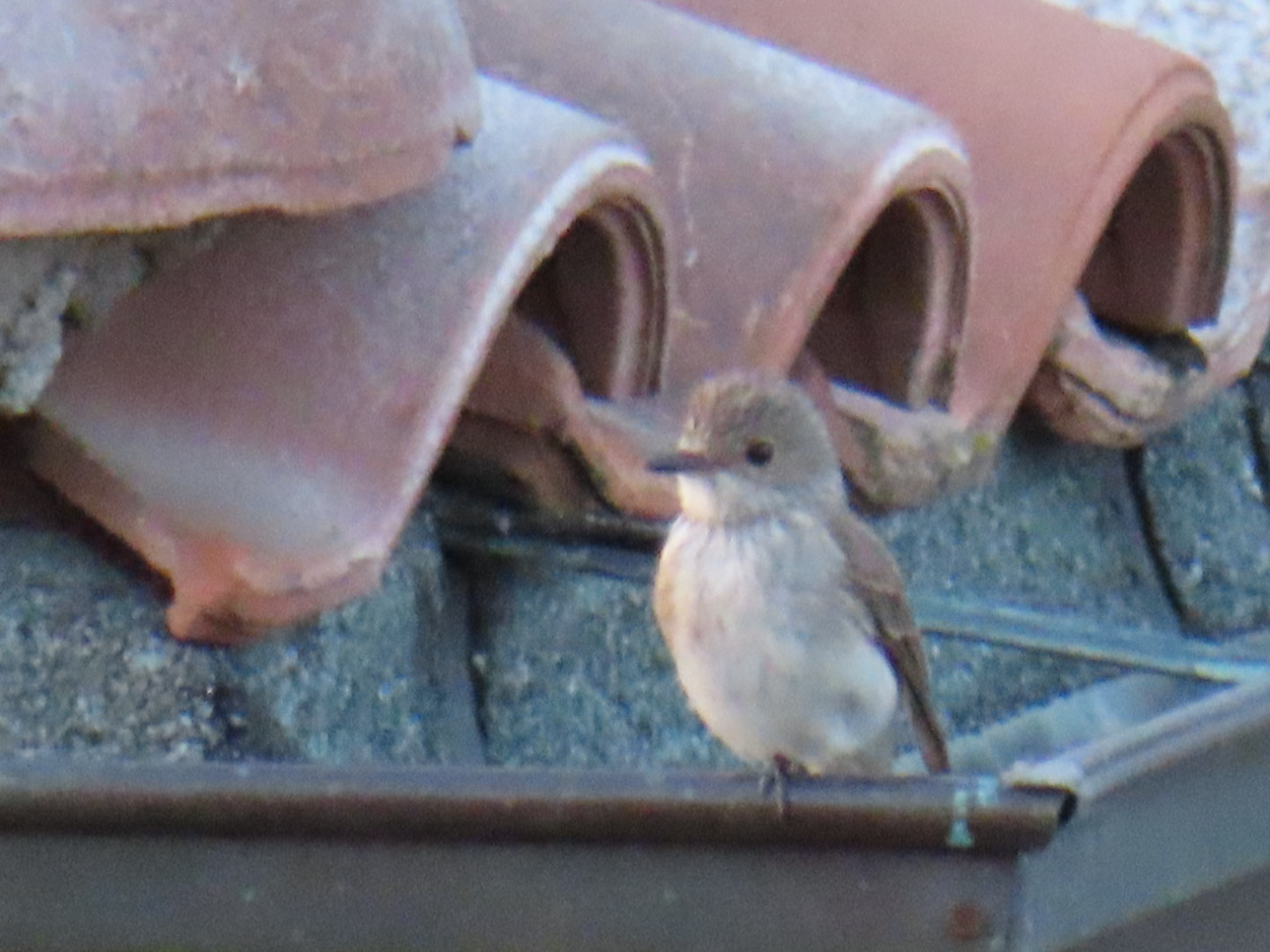 Riposando sulla grondaia