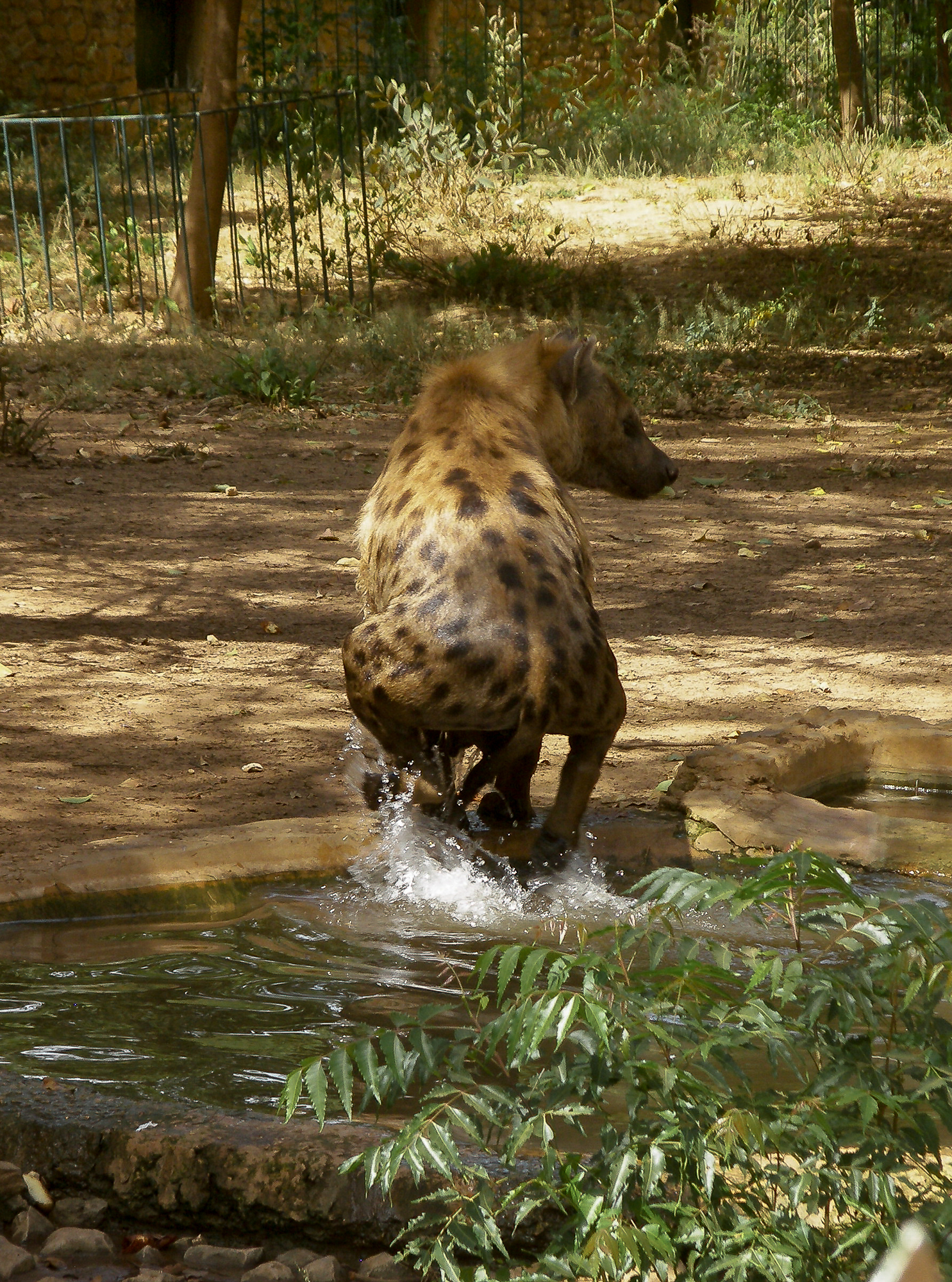 Hyena