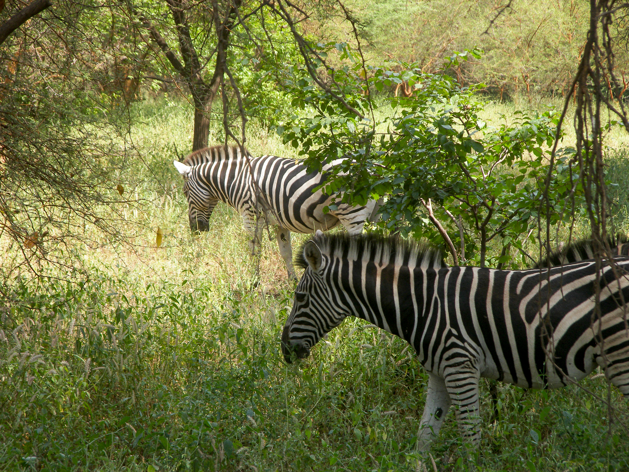 Zebras