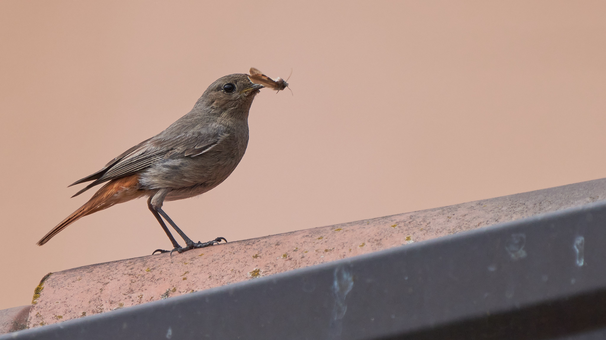 Codirosso spazzacamino