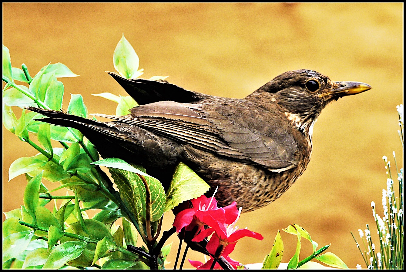 In procinto di volare