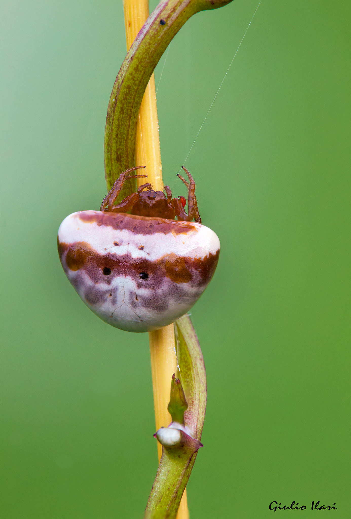 female Cyrtarachne ixoides with mite
