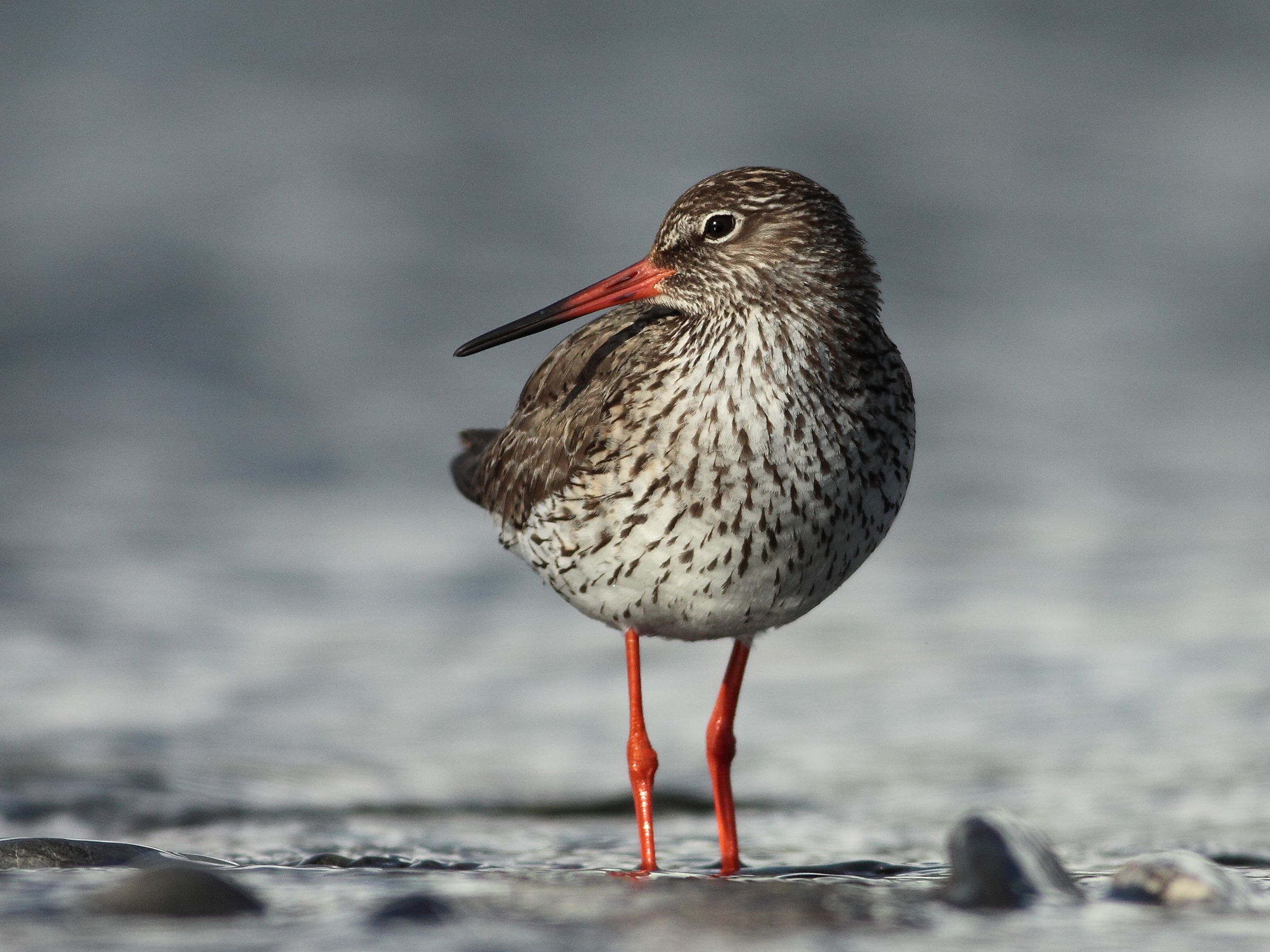 Redshank