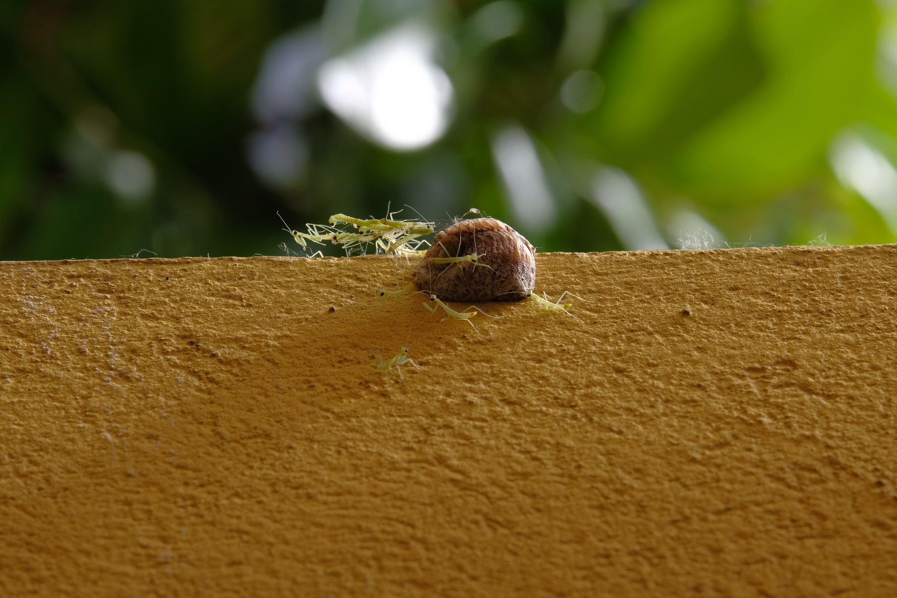 Birth of praying mantises