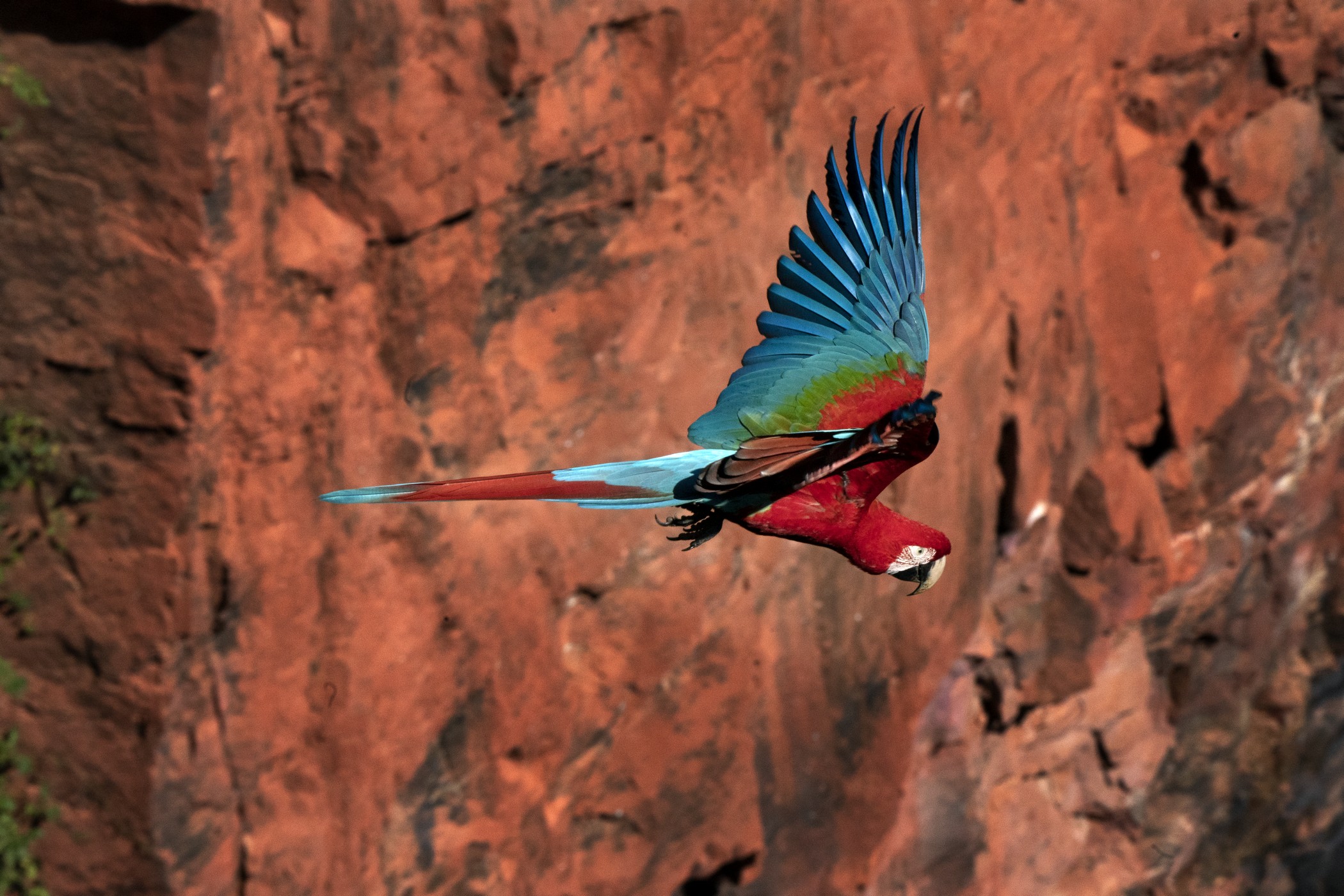 Ara Macao - Buraco das Araras (Brasile)