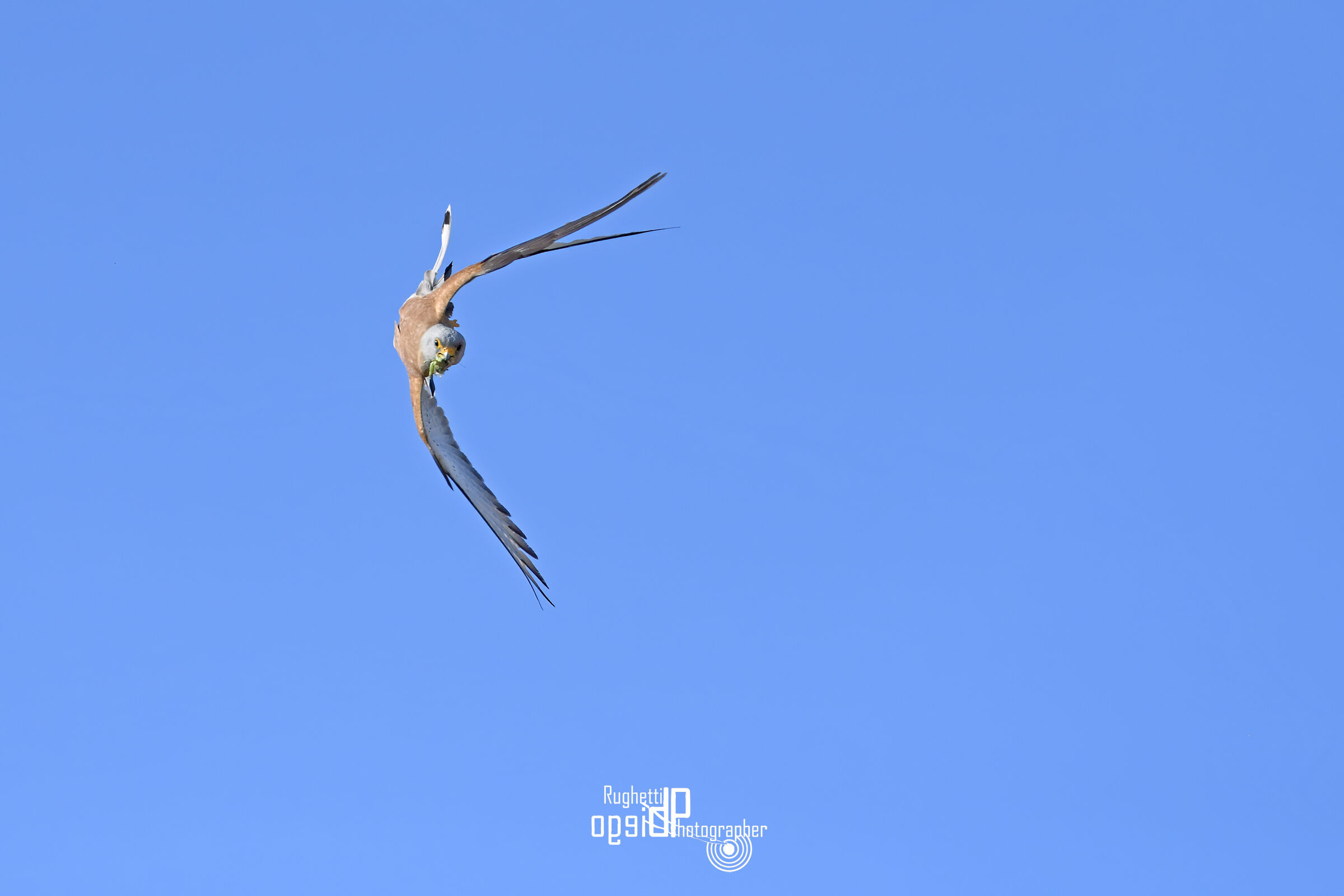 Grillaio con preda in virata