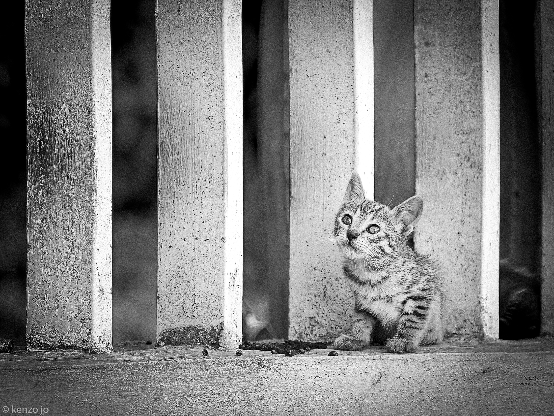 Piccole canaglie crescono