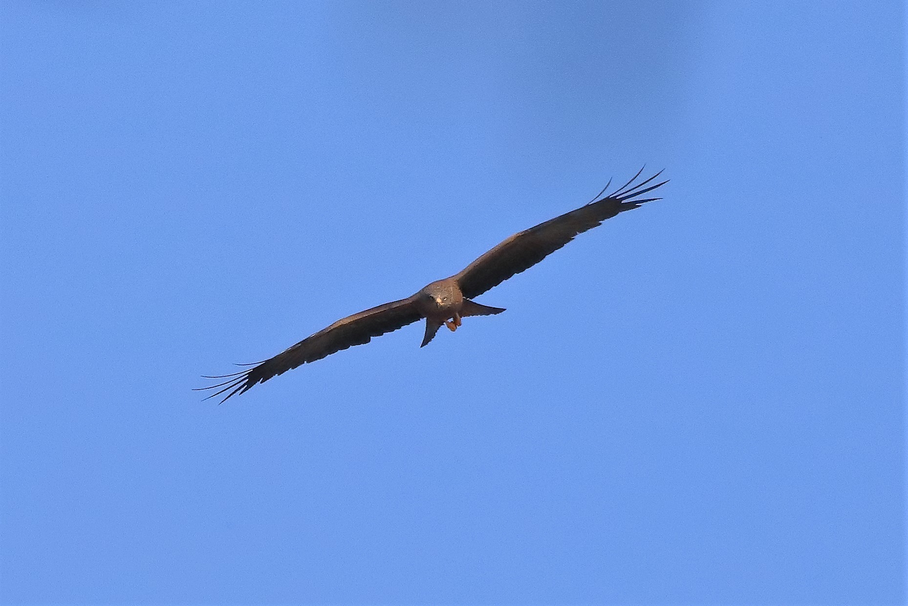 Nibbio bruno 29-03-2023