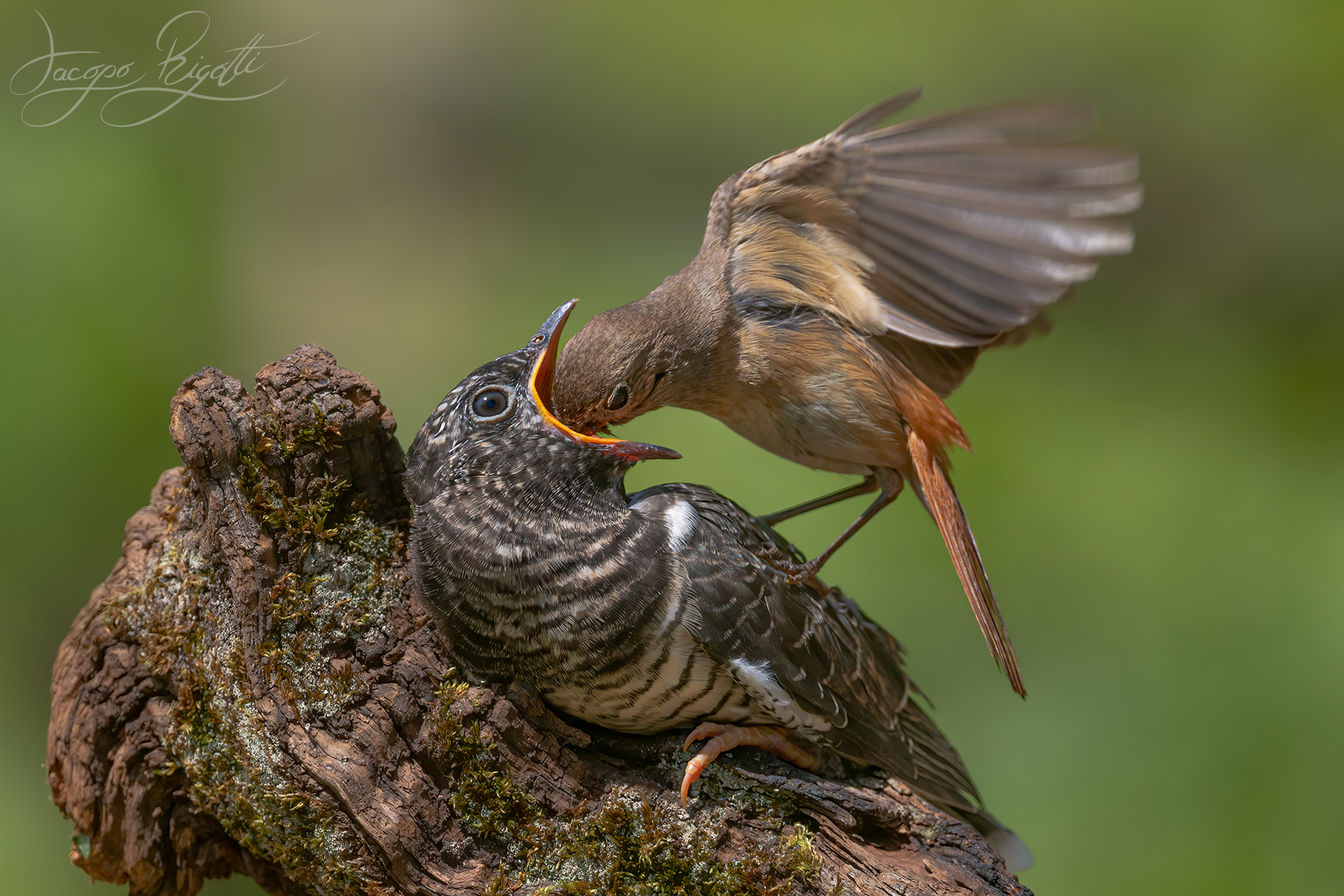 Cuckoo and Redstart