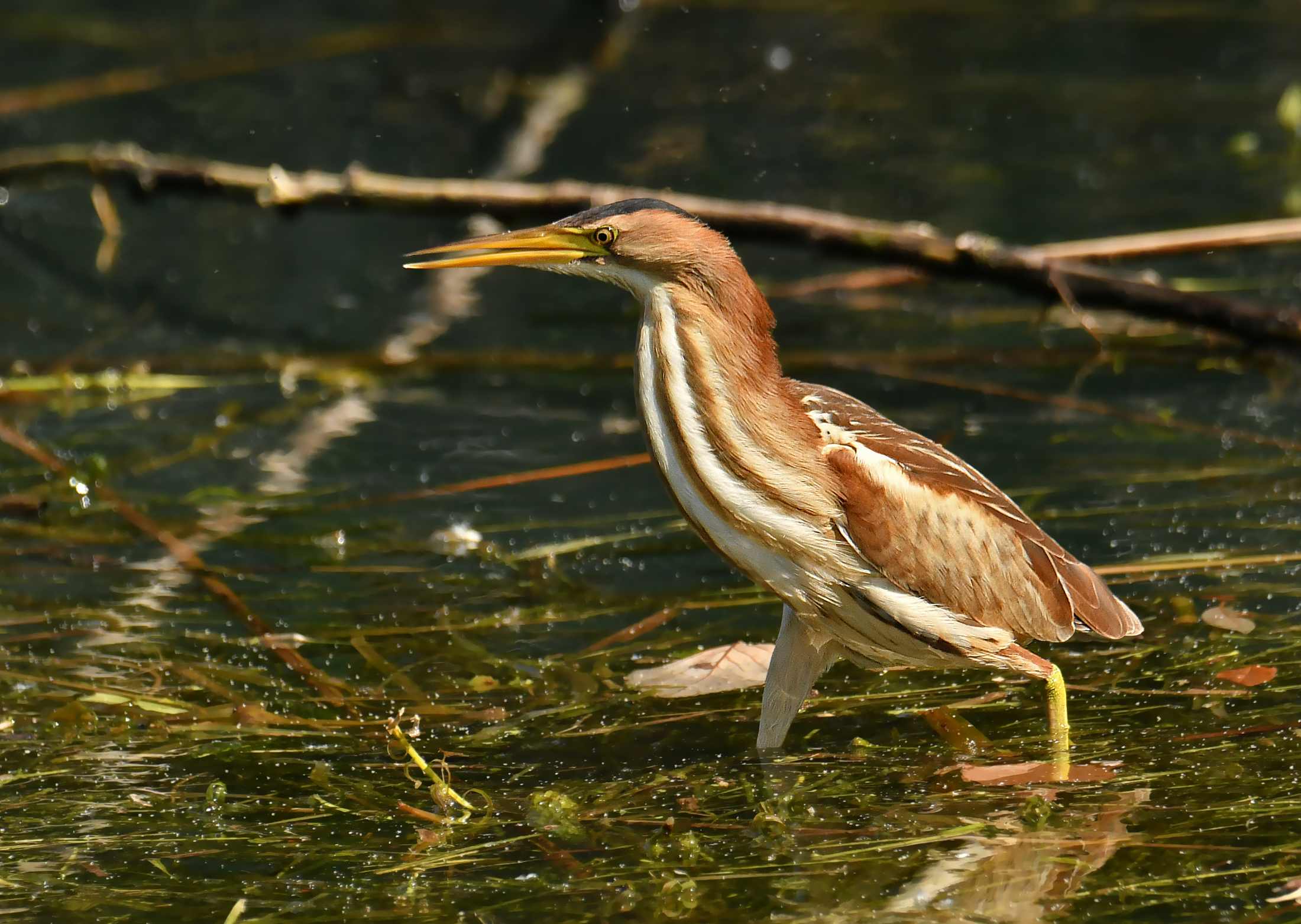 LITTLE BITTERN