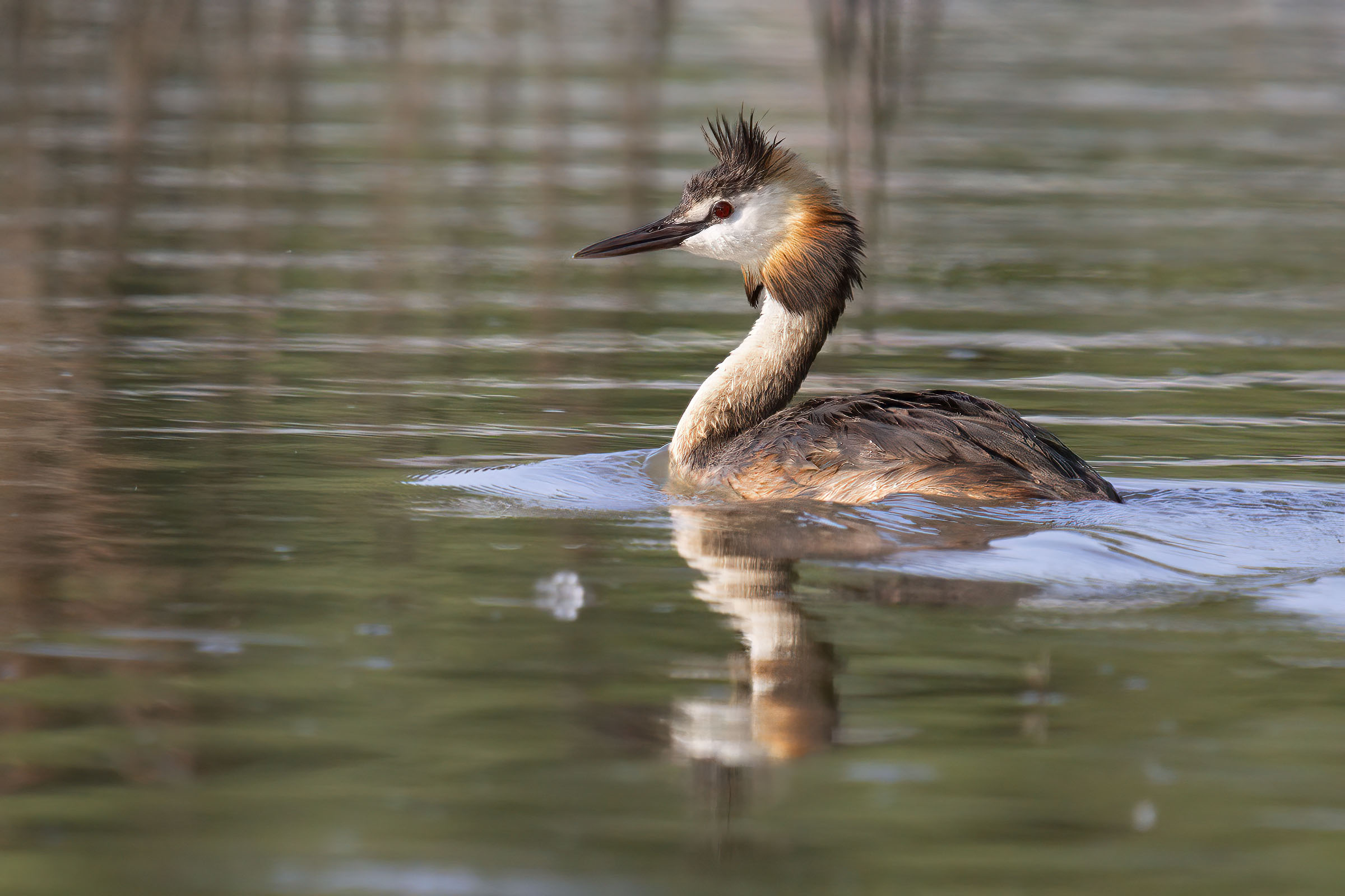 Great crested grebe