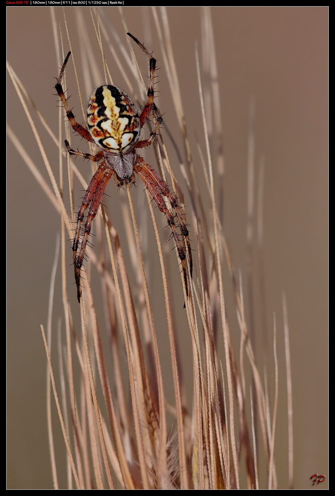 Spider
