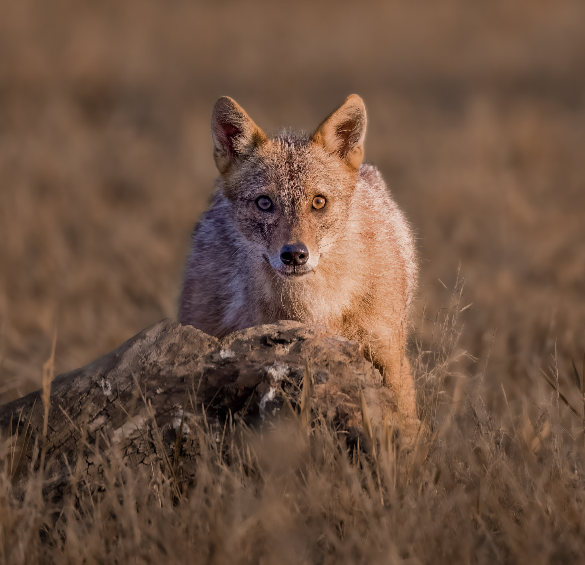 Golden jackal