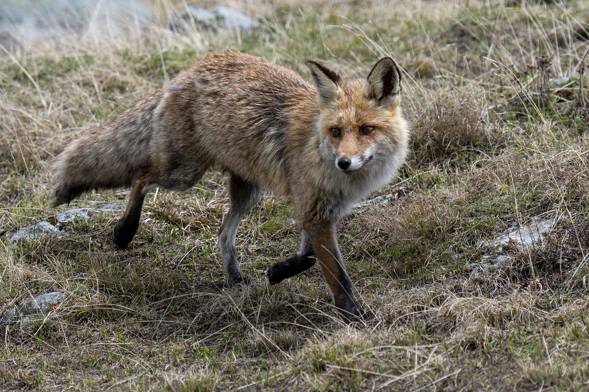 Red fox