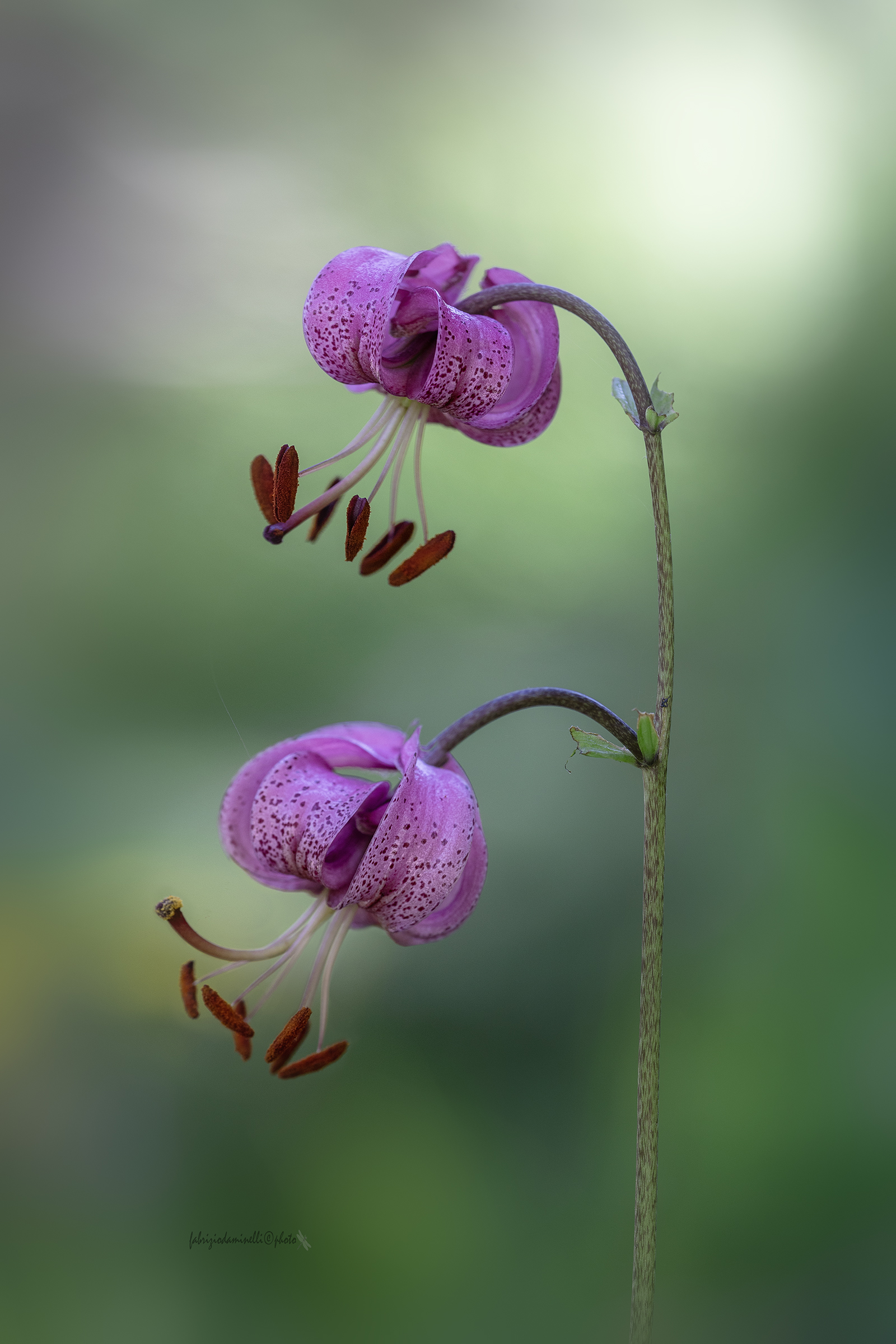 Lilium martagon - giglio martagone