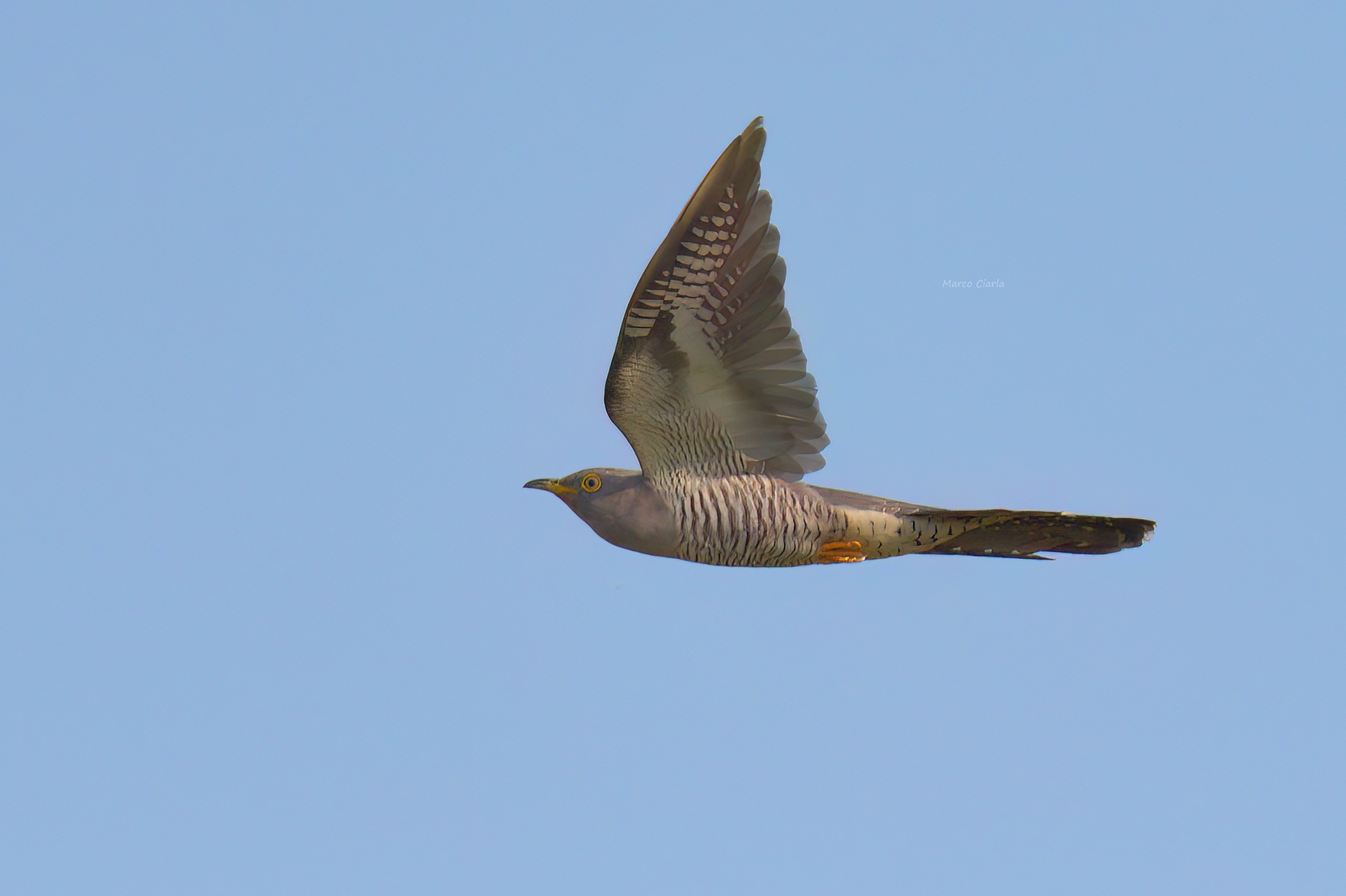 Cuckoo (Cuculus canorus)