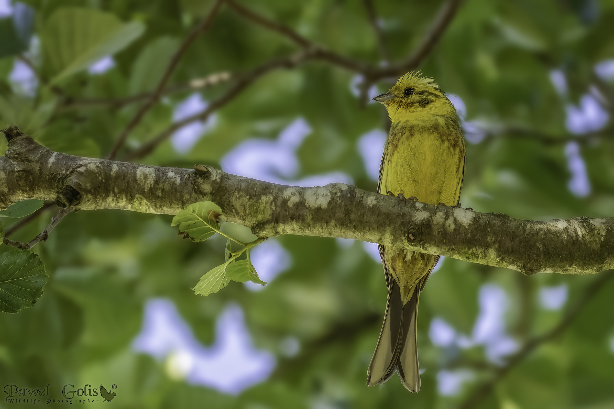 Martello giallo (Emberiza citrinella)