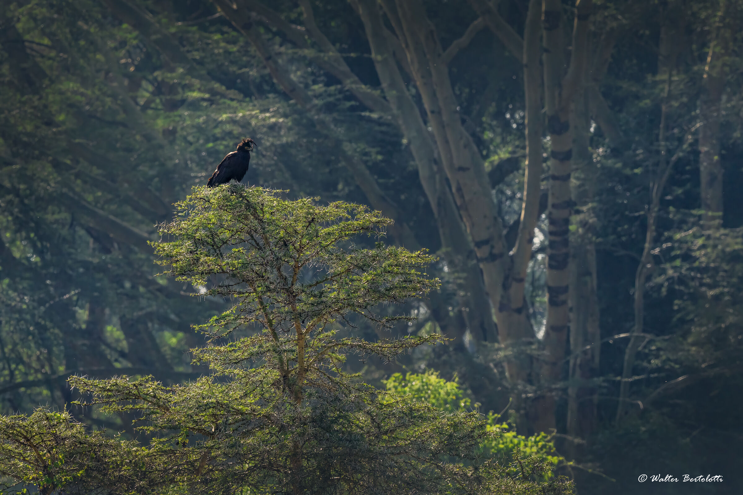 Aquila dal lungo ciuffo