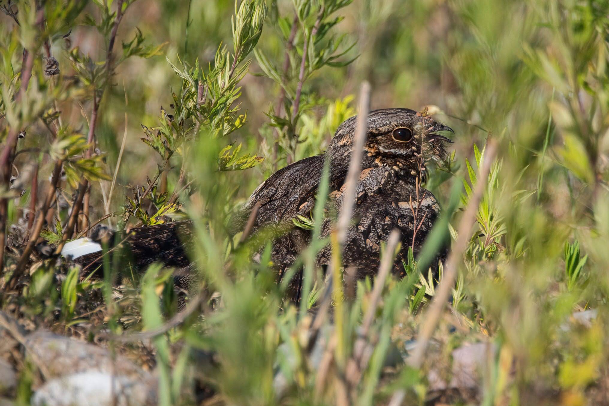 Nightjar