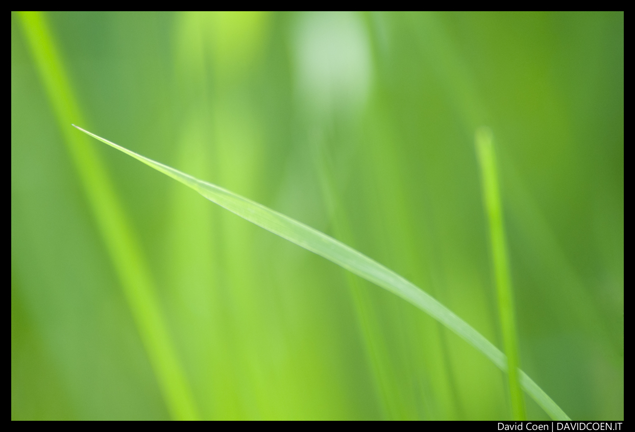 grass abstract